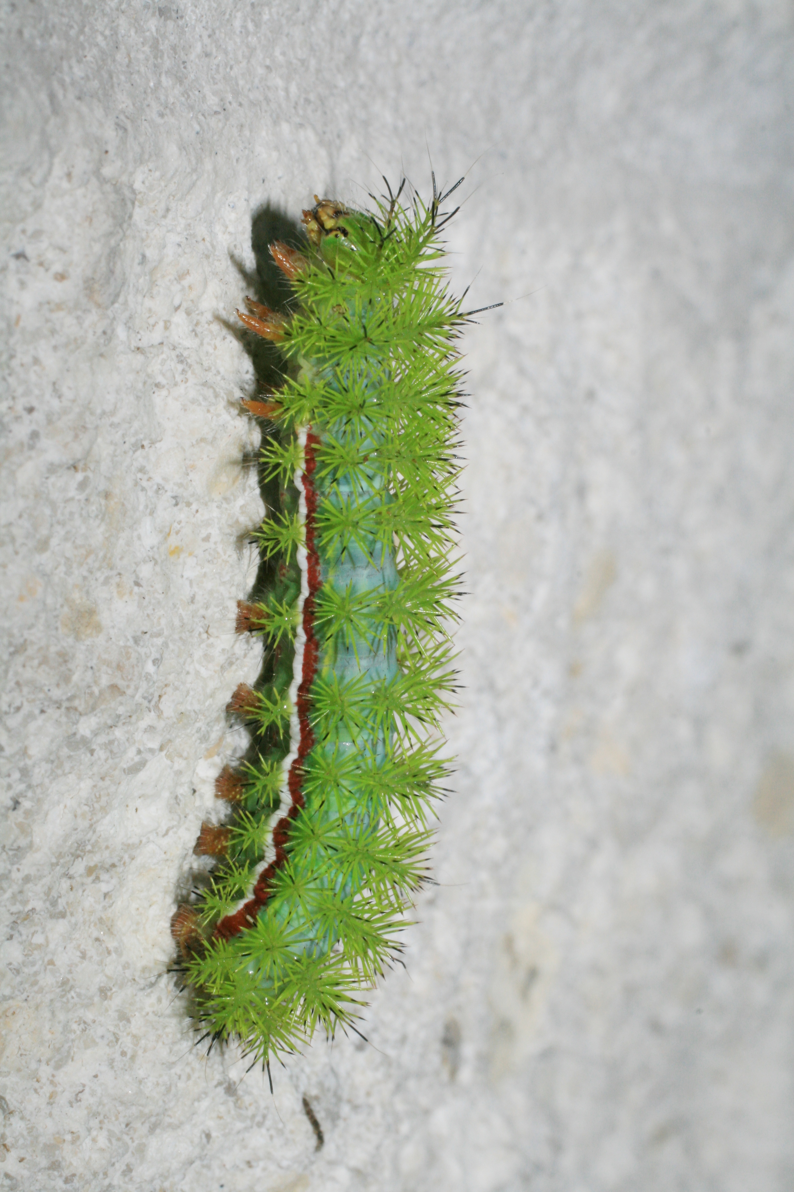 Green caterpillar in Loxahatchee