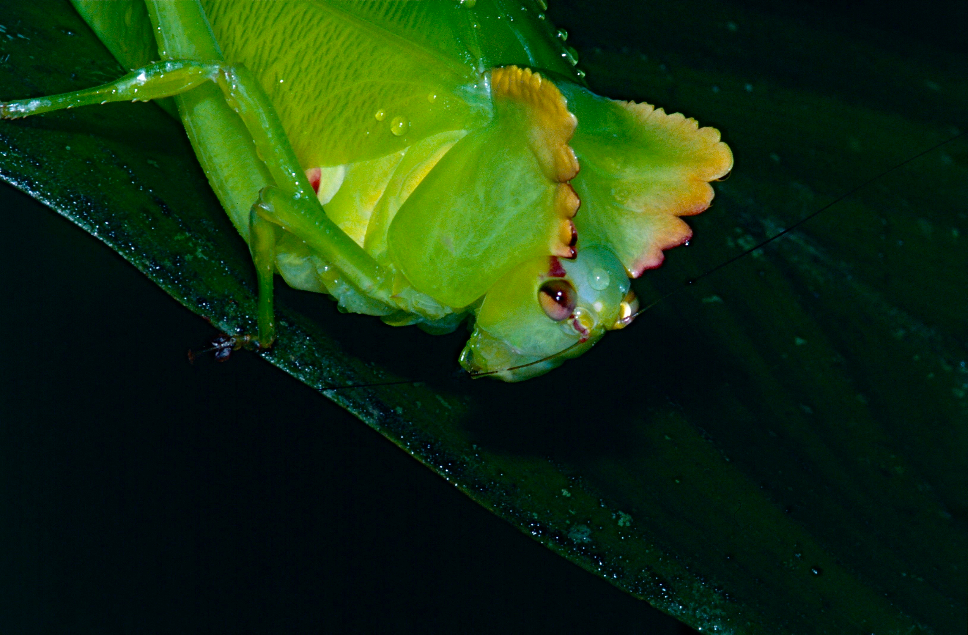 Green Crested Katydid (Steirodon sp.) (13909040629)
