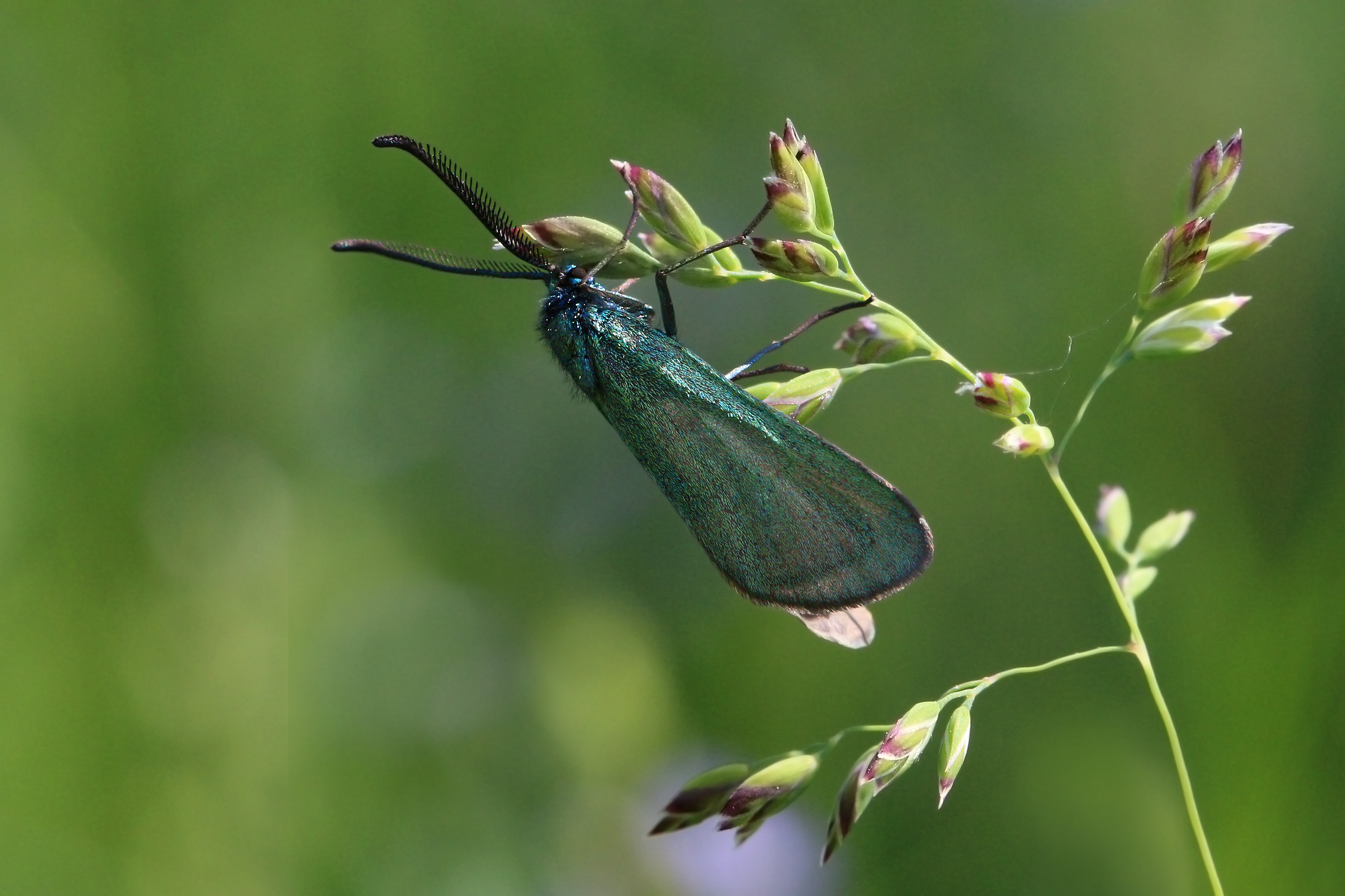 Green forester (Adscita statices)