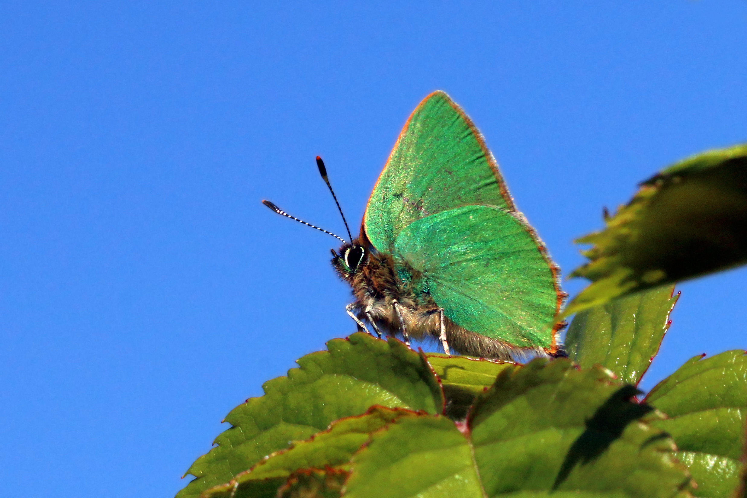 Green hairstreak (Callophrys rubi)