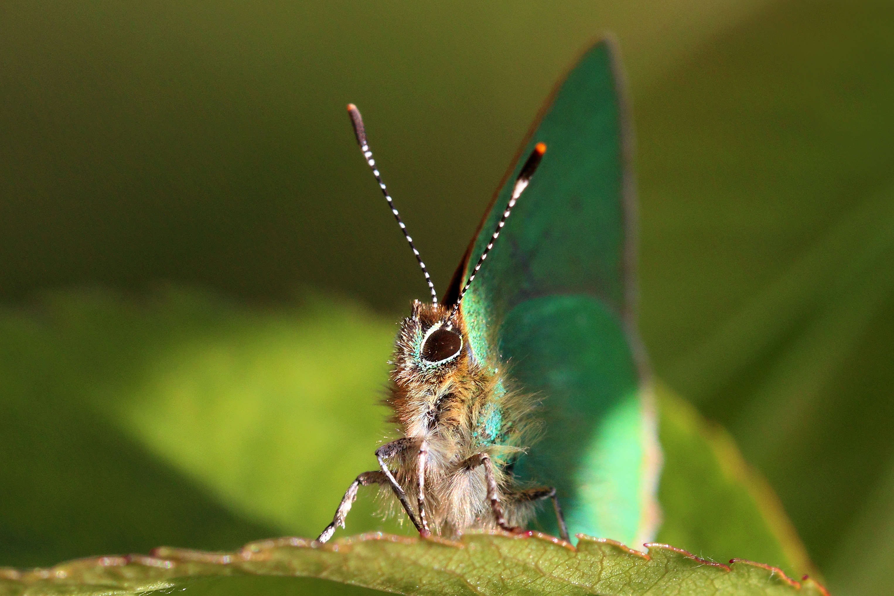 Green hairstreak (Callophrys rubi) head