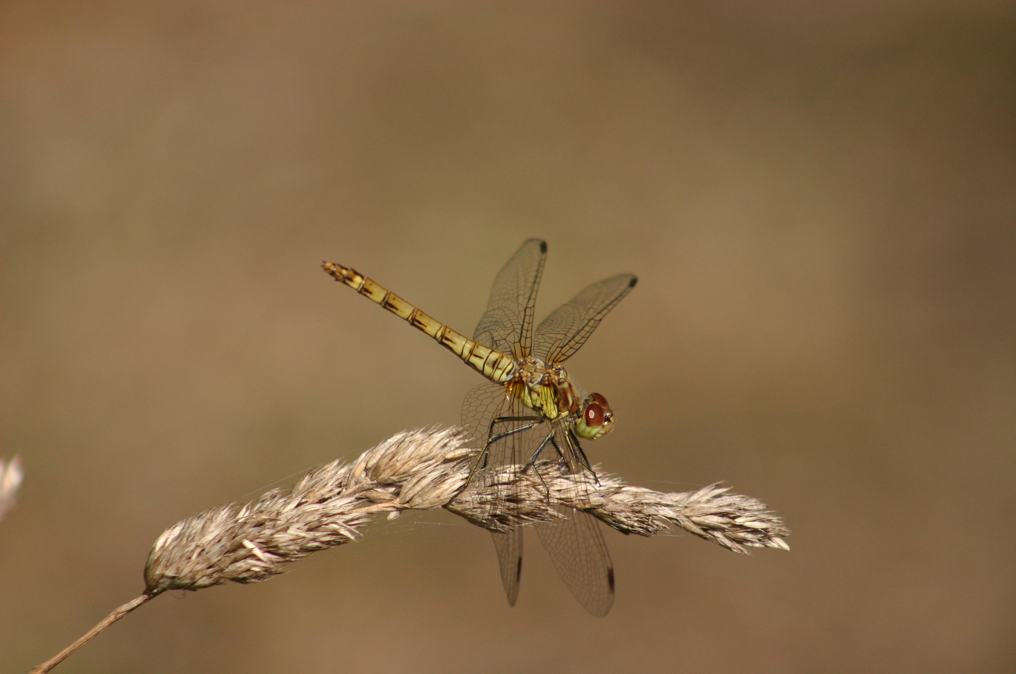 Green Hawker Dragon Fly