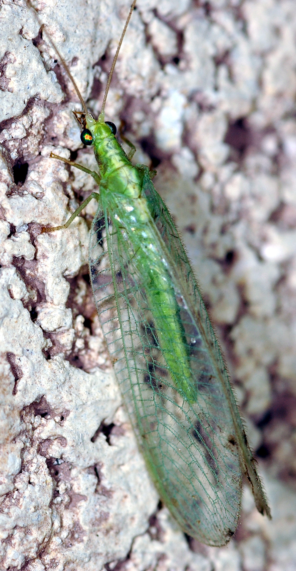 Green Lacewing (Chrysoperla sp.) (48199199)
