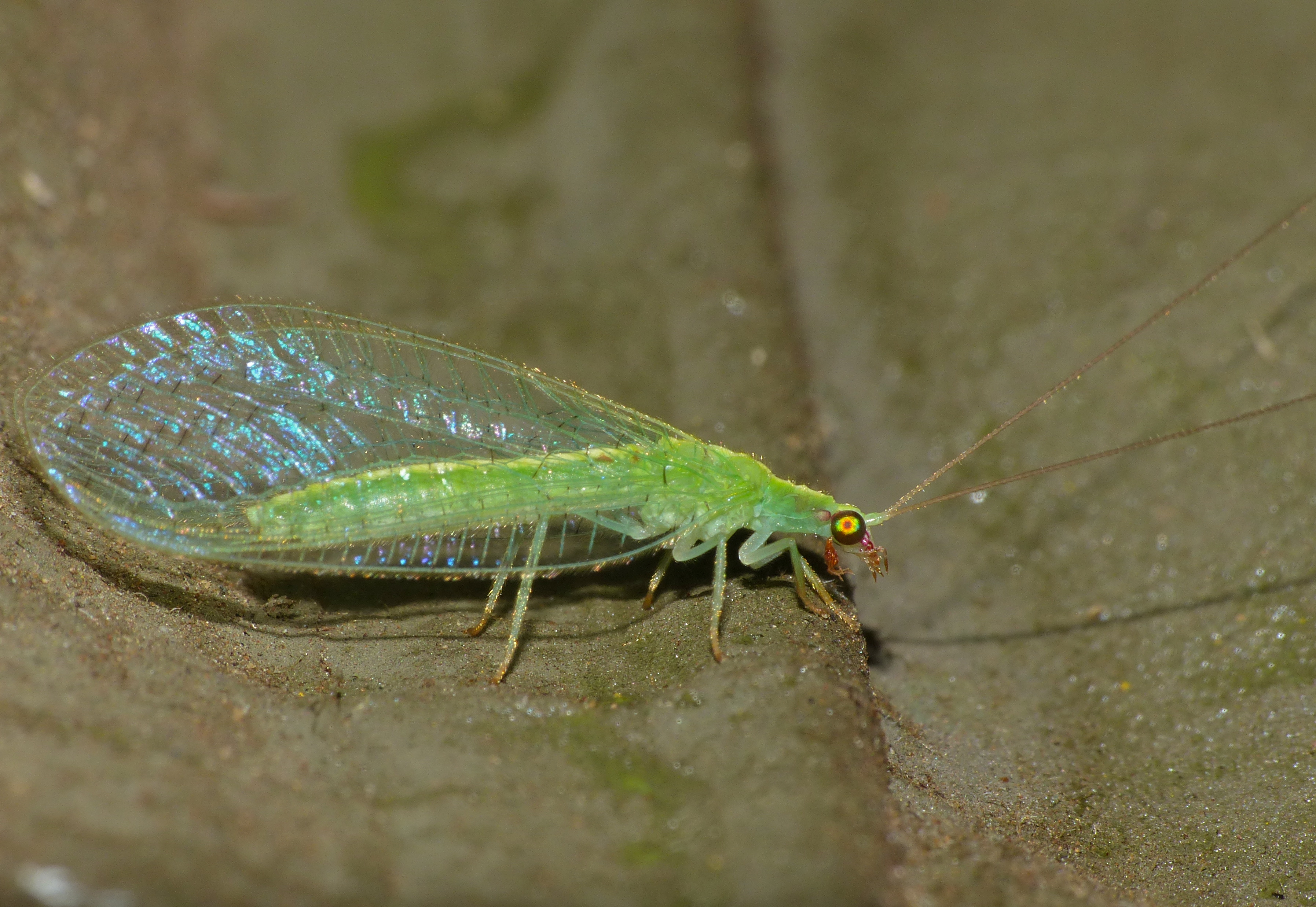 Green Lacewings (Chrysoperla sp.) (13913133445)