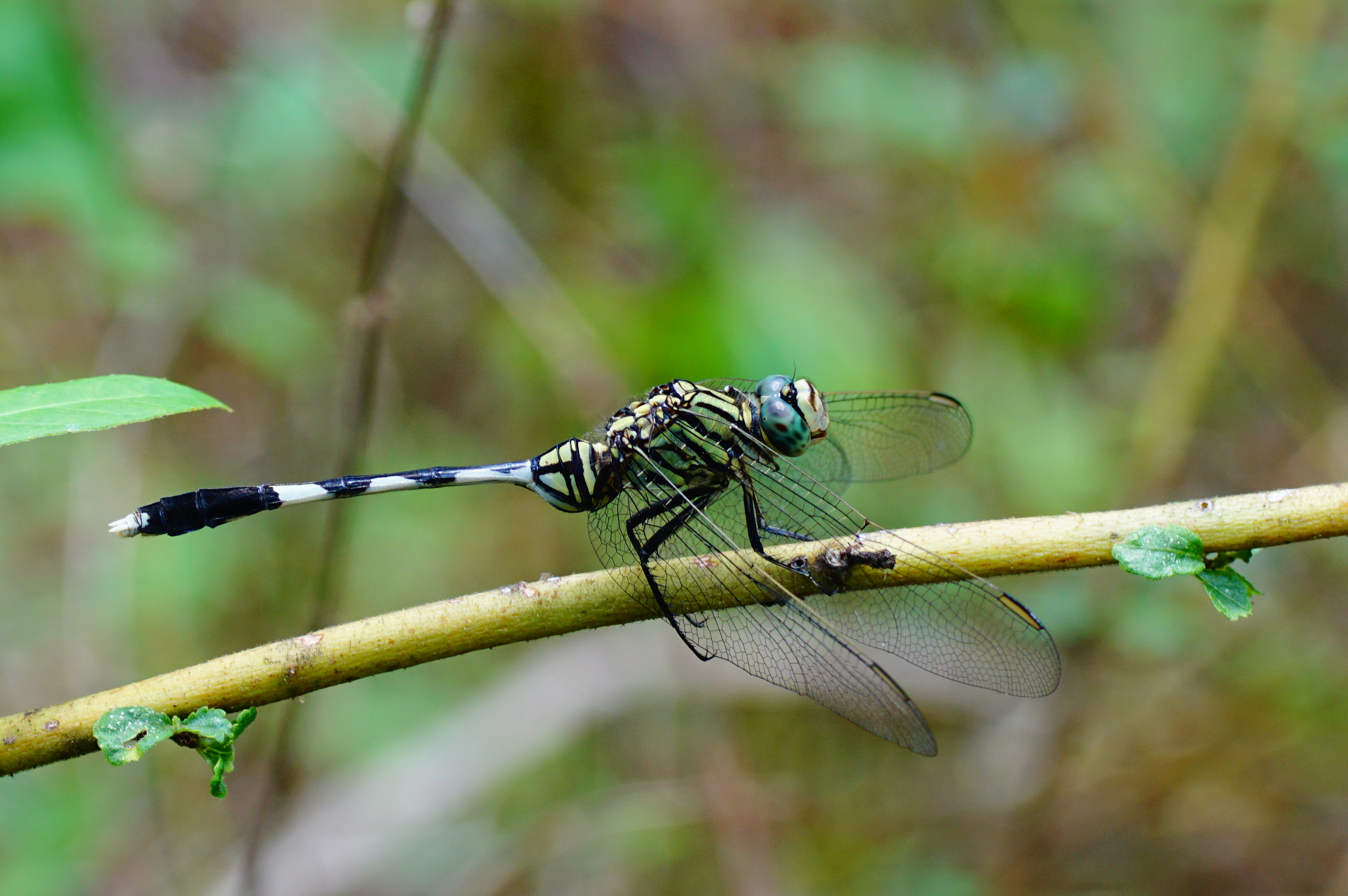 Green Marsh Hawk 02945