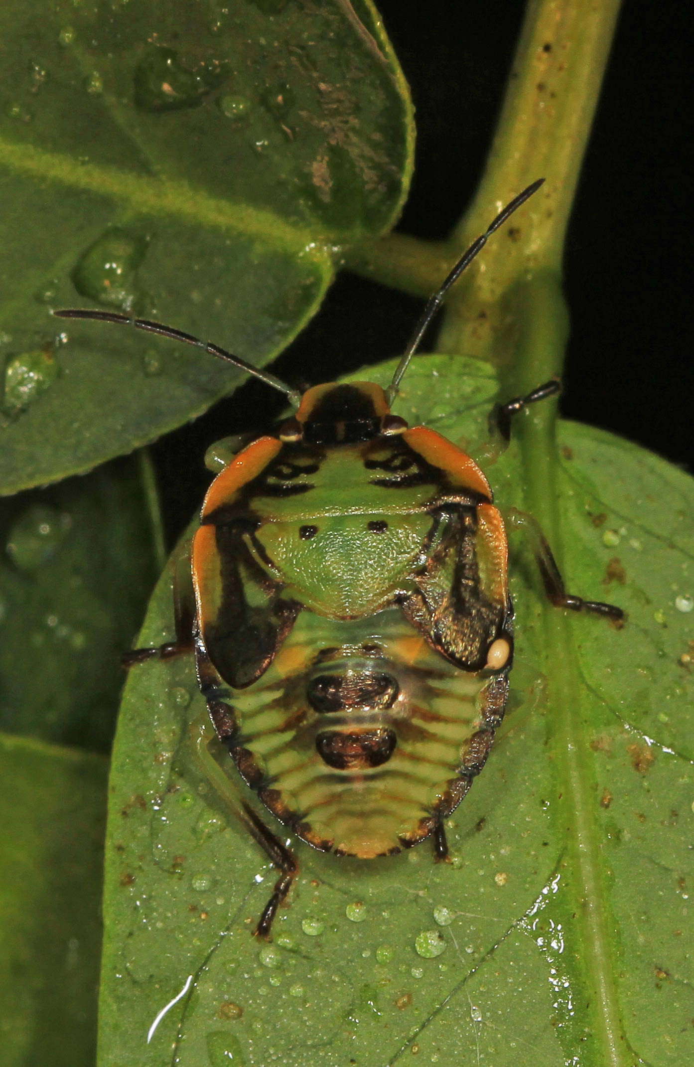 Green Stink Bug nymph - Chinavia hilaris, Jones Preserve, Washington, Virginia