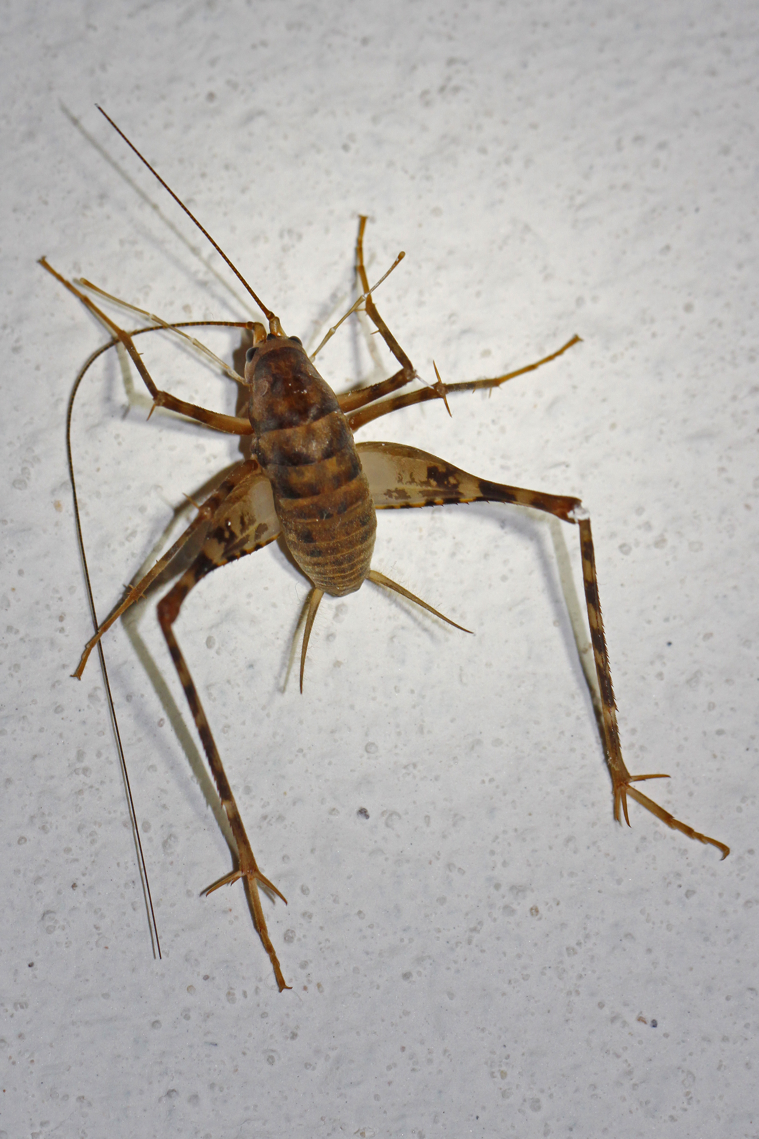 Greenhouse Camel Cricket - Diestrammena asynamora, Woodbridge, Virginia