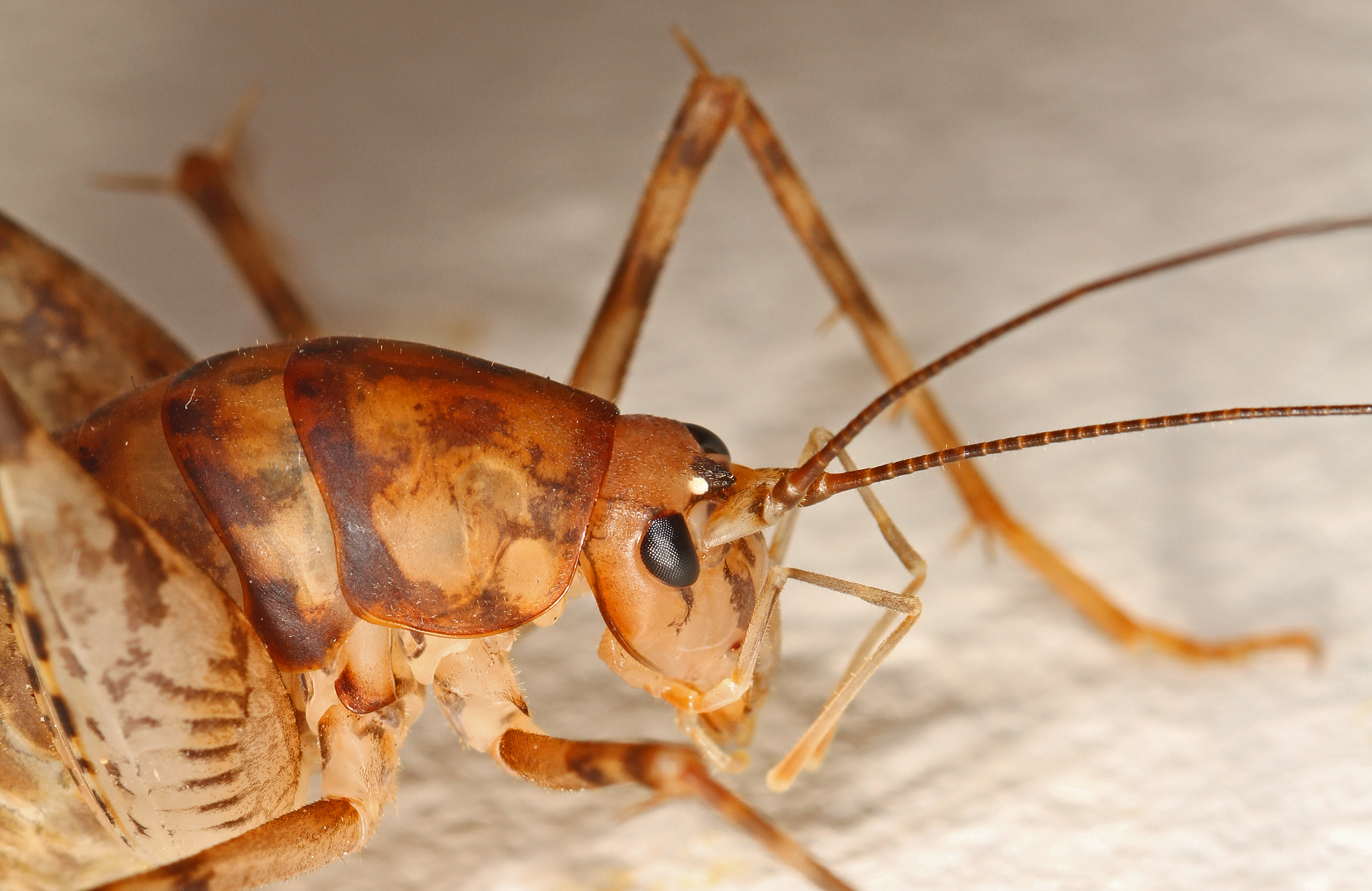 Greenhouse Camel Cricket - Diestrammena asynamora, Woodbridge, Virginia - 11361994346