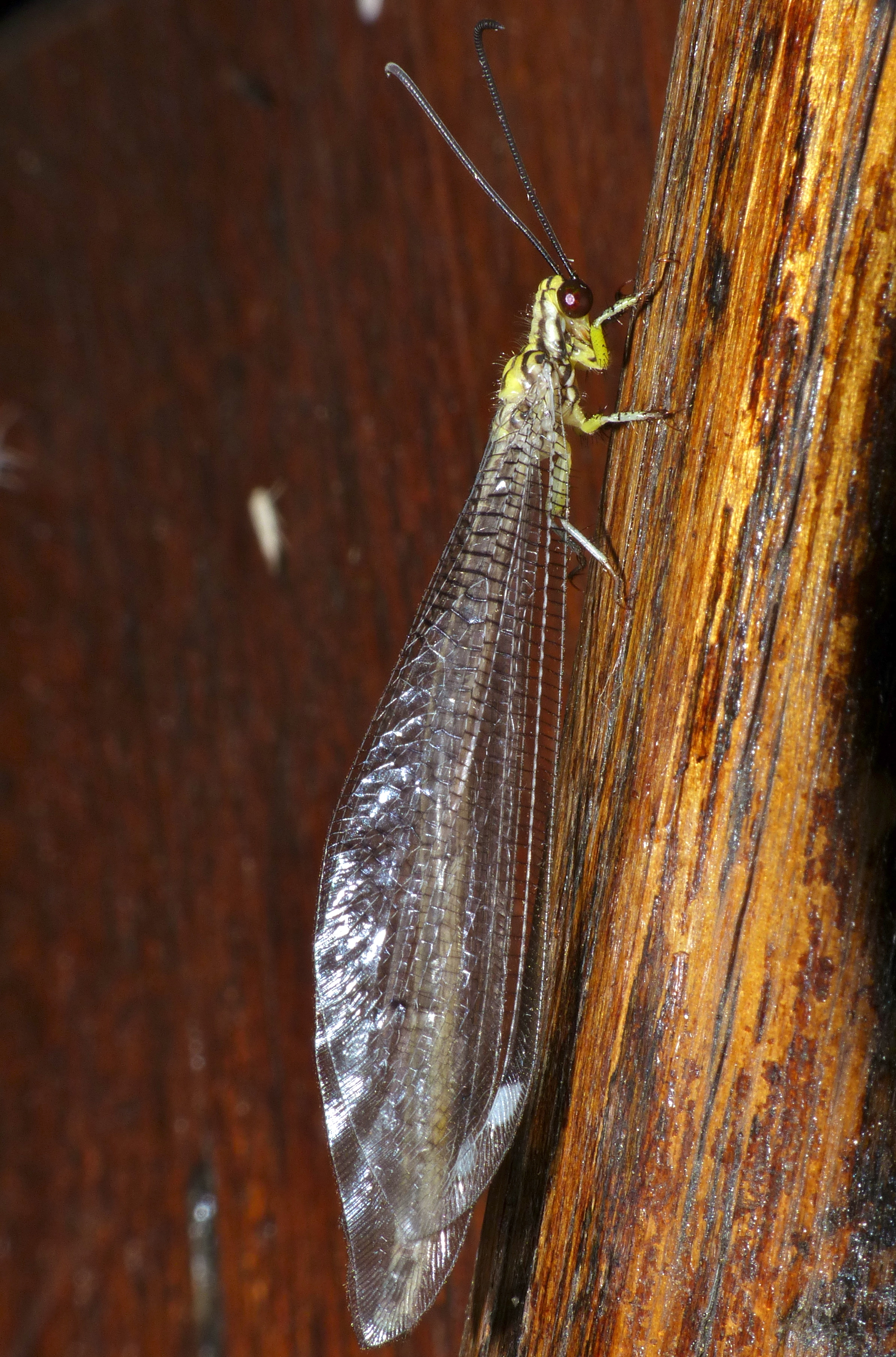 Gregarious Antlion (Hagenomyia tristis) (13947033584)