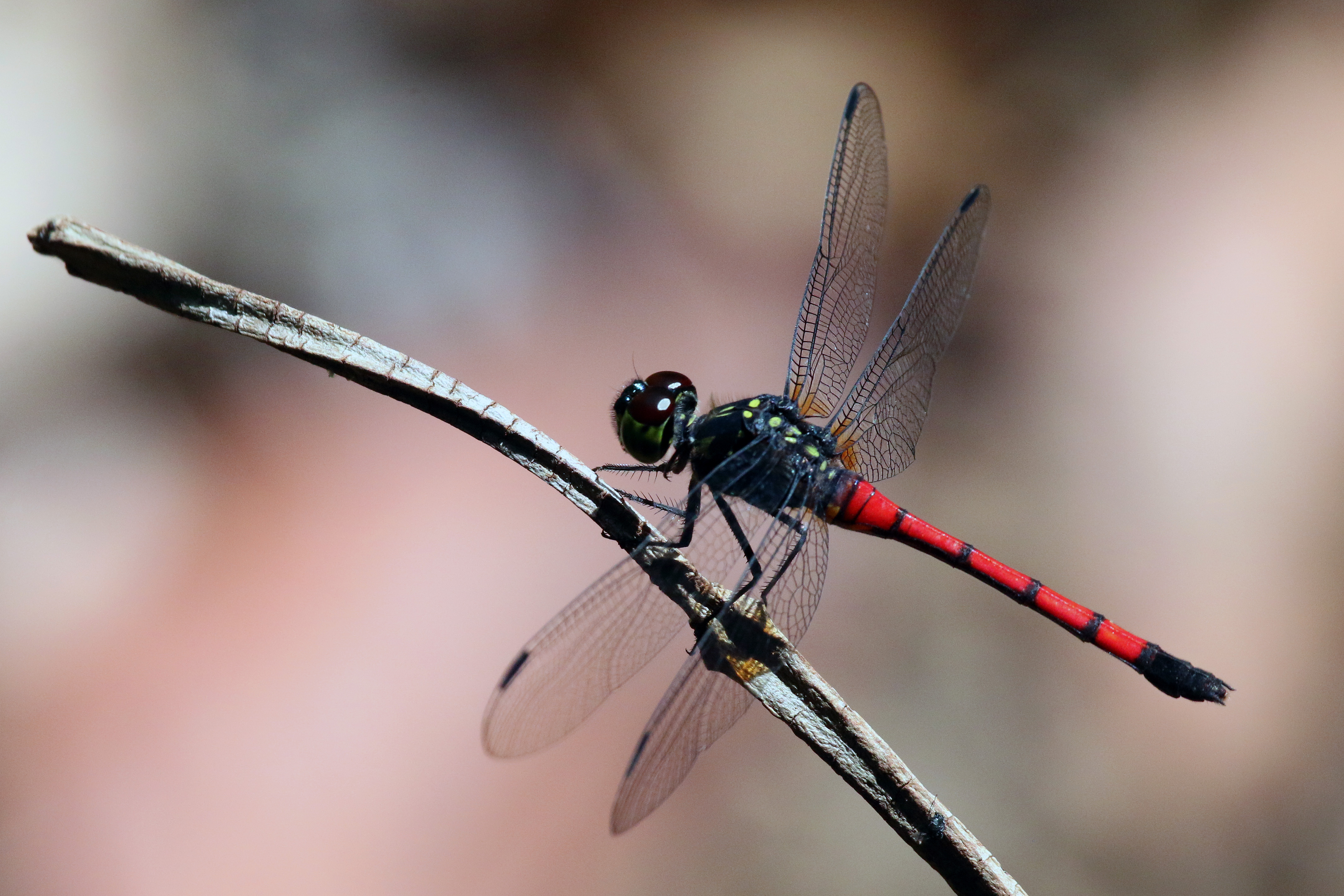 Grenadier (Agrionoptera insignis)