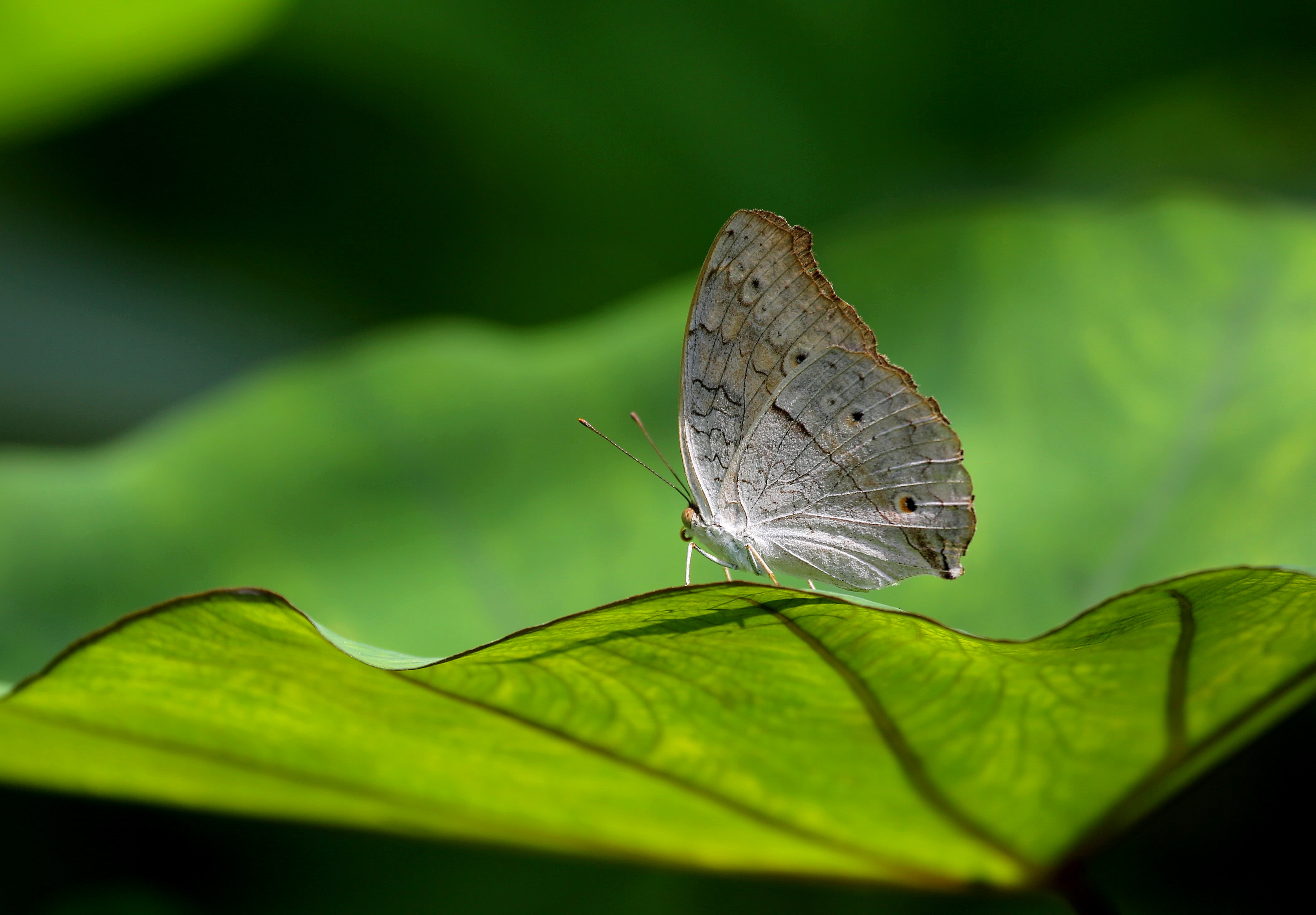 Grey Pansy1