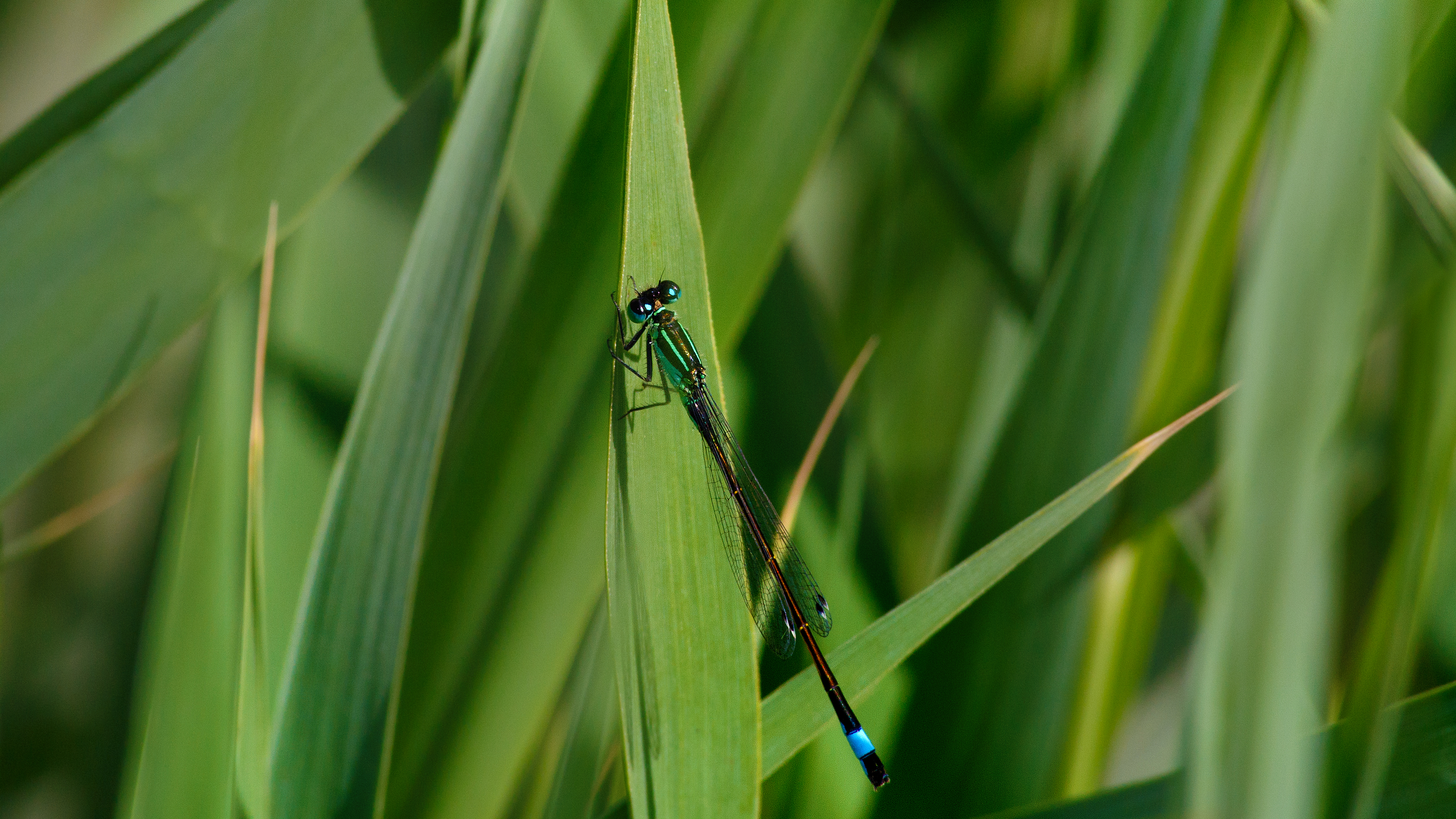 Grion élégant (Ischnura elegans) (17314241268)