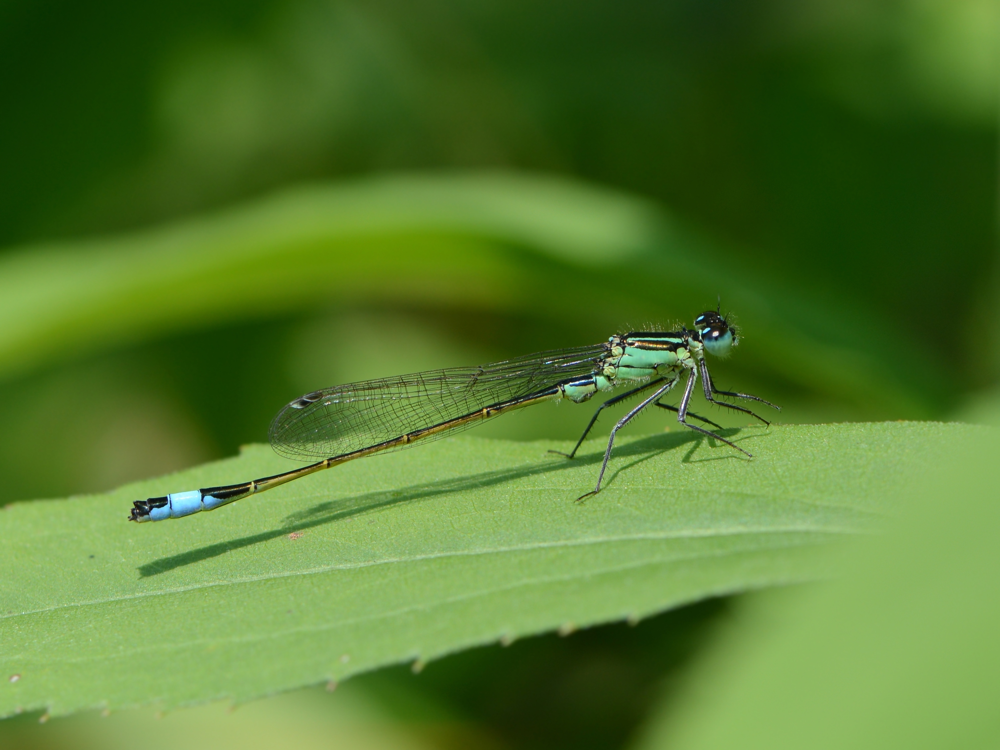 Große Pechlibelle, Ischnura elegans 1