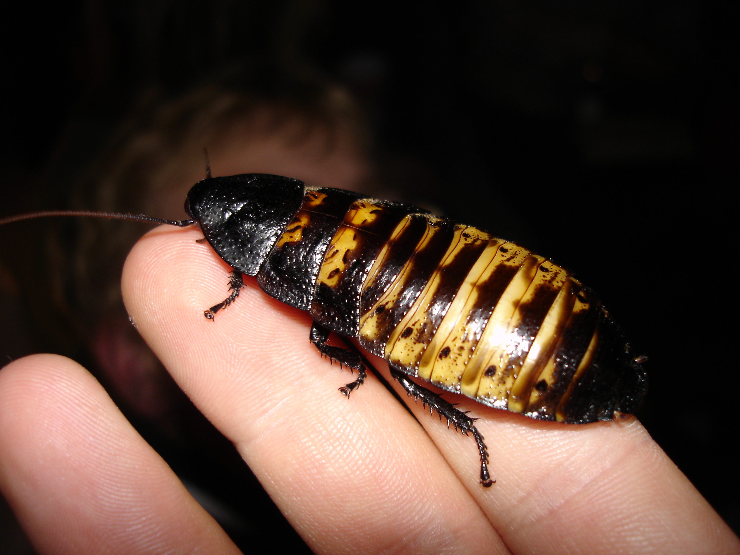 Gromphadorhina portentosa on hand