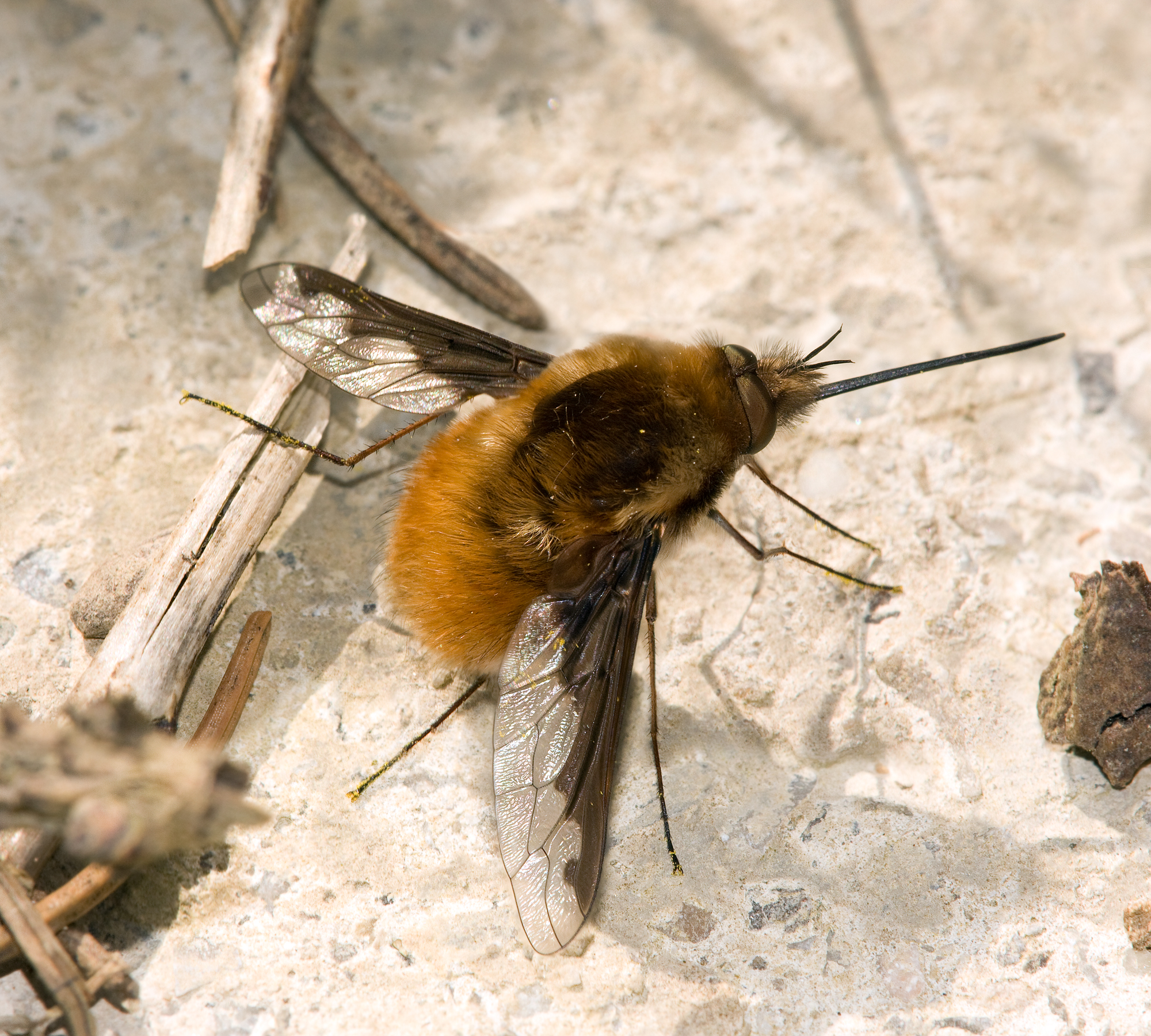 Grosser Wollschweber Bombylius major