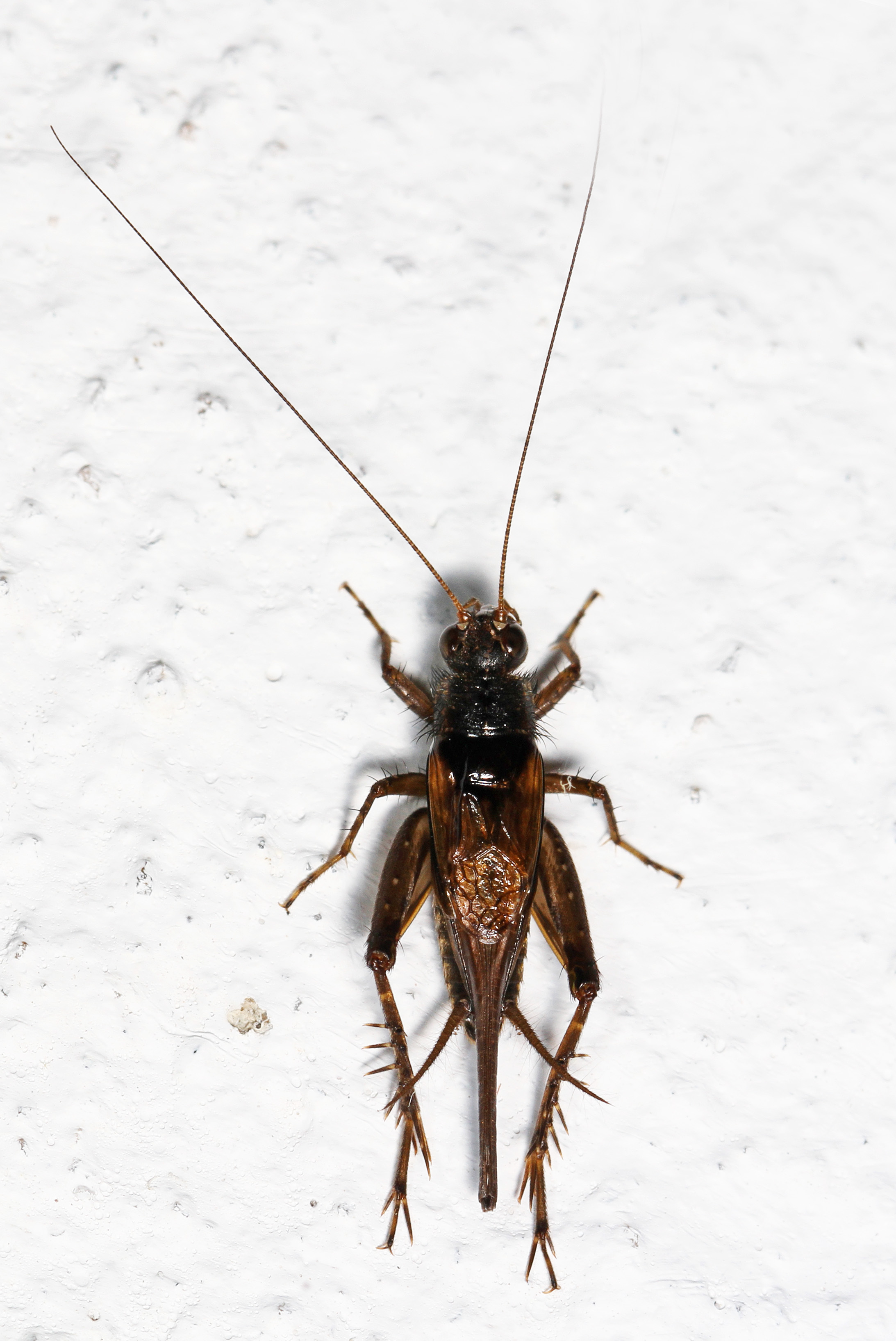 Ground Cricket, Woodbridge, Virginia