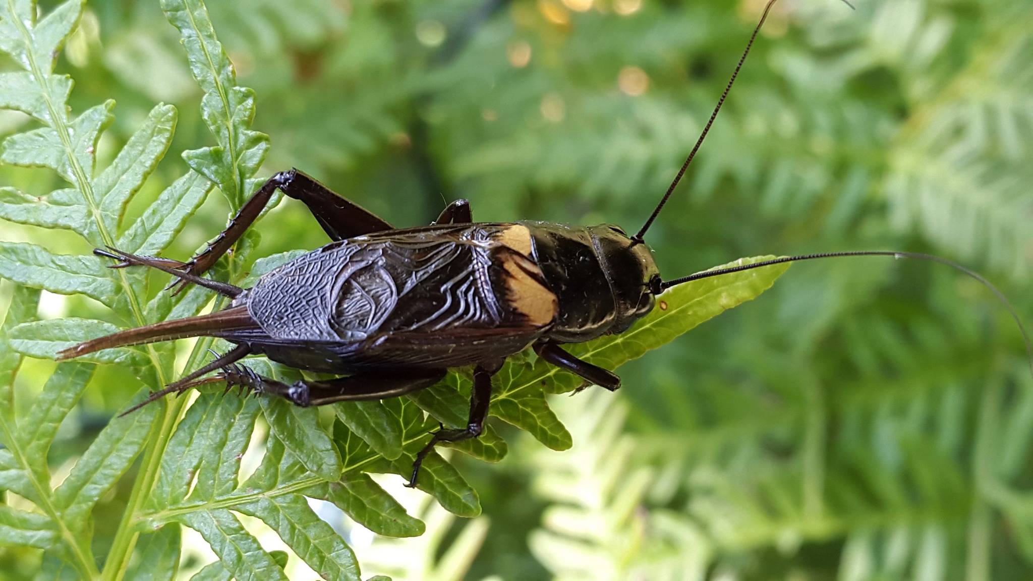 Gryllus bimaculatus00