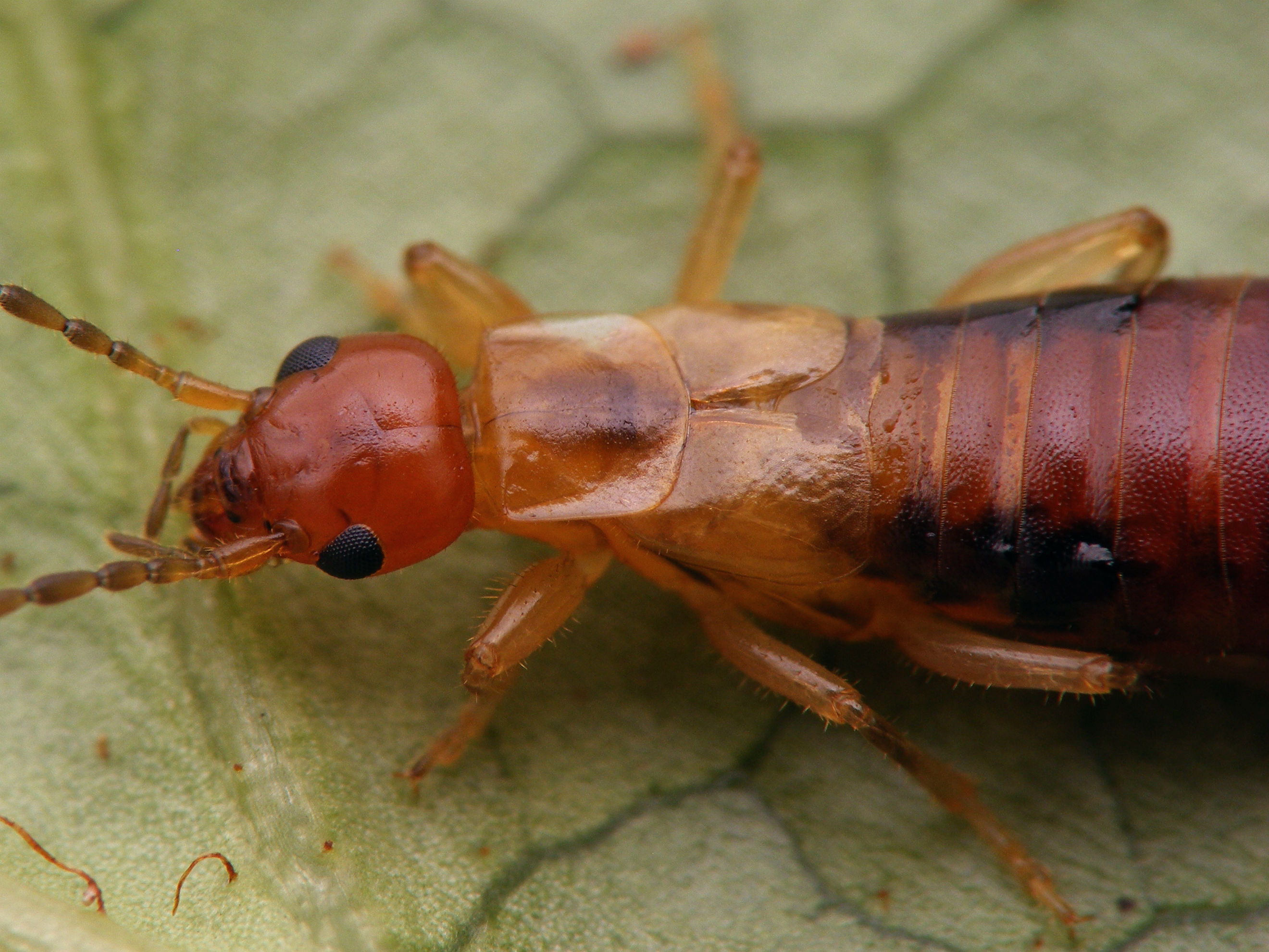 Guanchia male imago 20150804 536