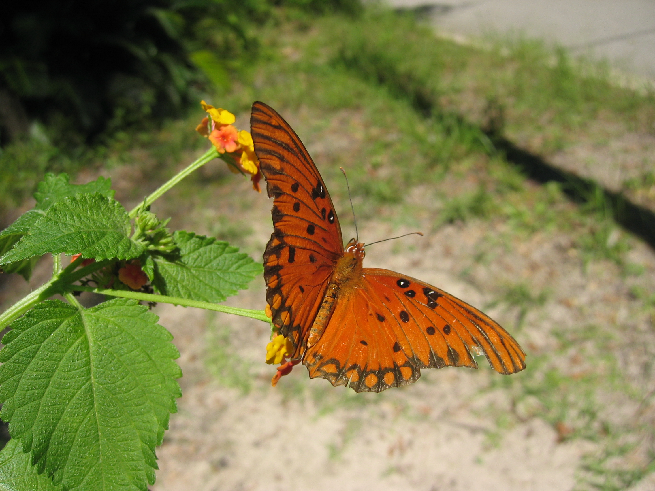 Gulf Fritillary Butterfly on a Lantana 80