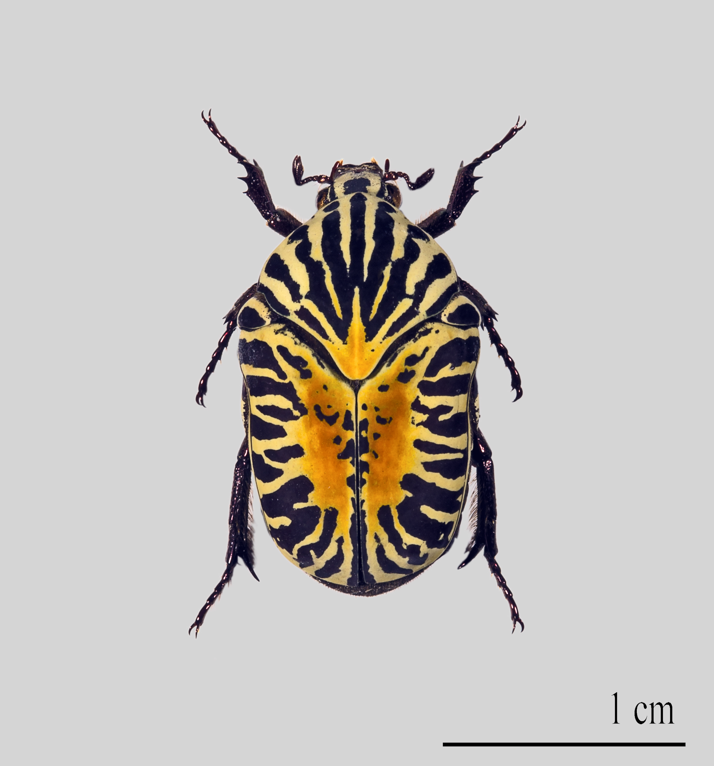 Gymnetis stellata MHNT.ZOO.2004.0.429