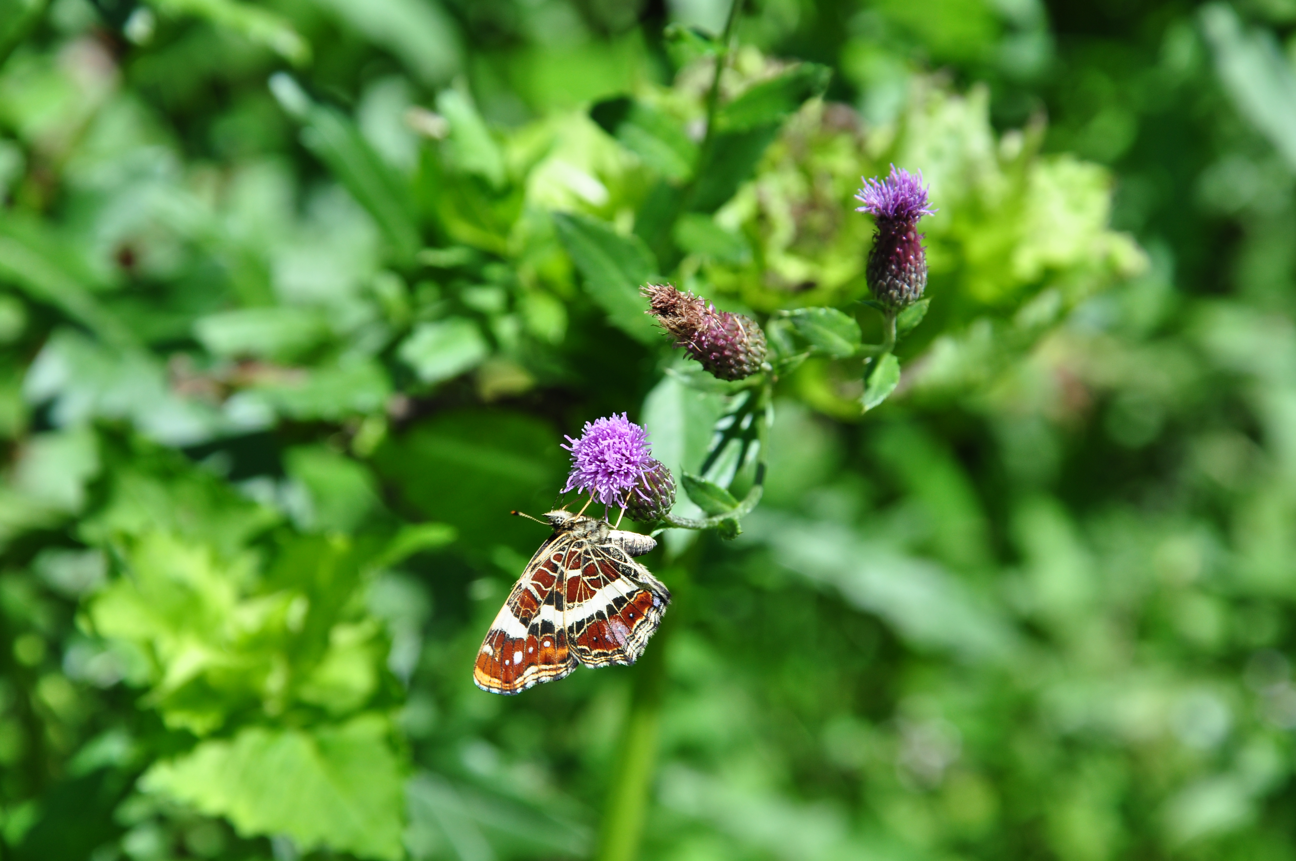 Hönggerberg 2010-08-01 15-19-02