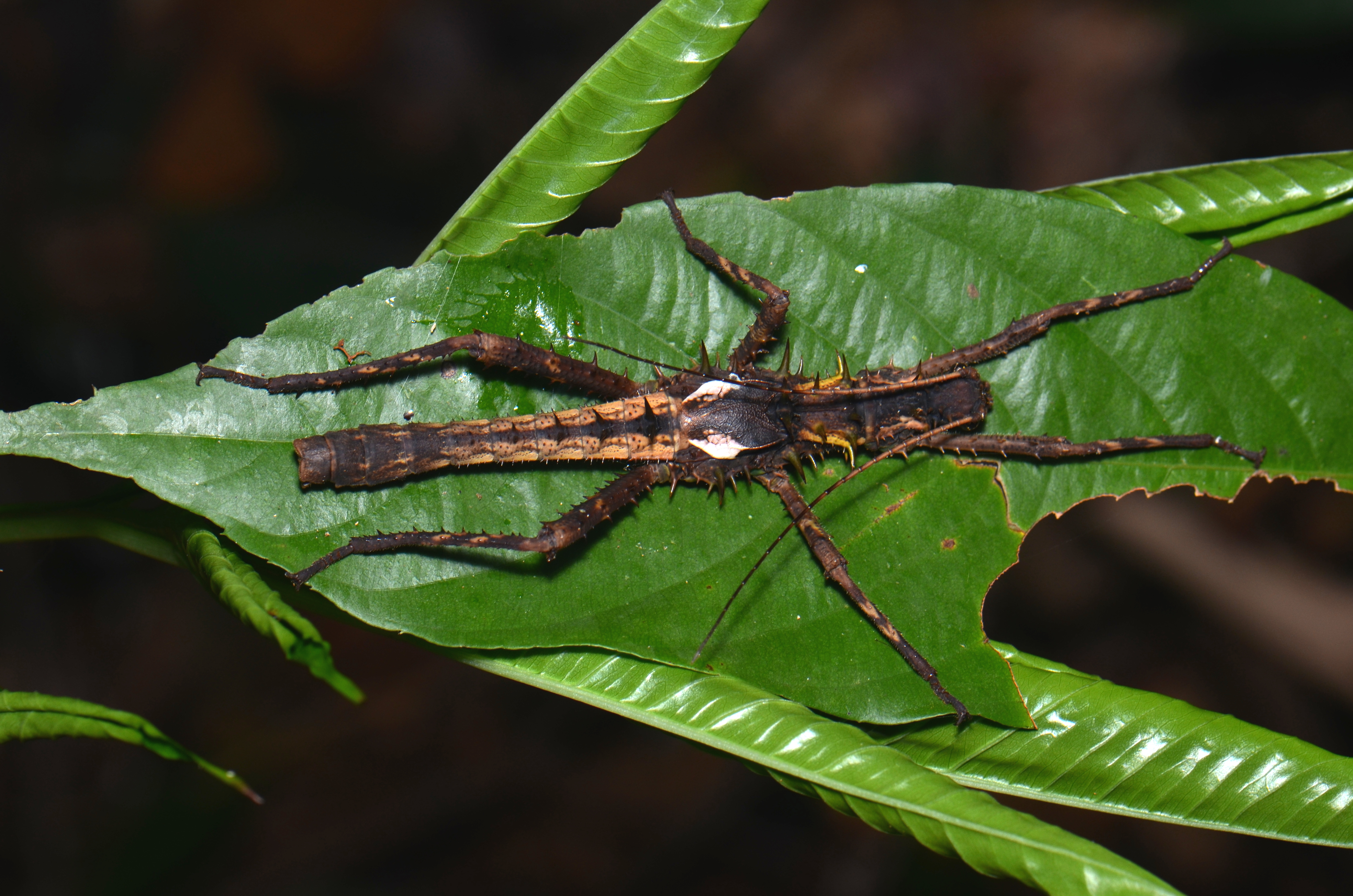 Haaniella sp. male (20525111670)