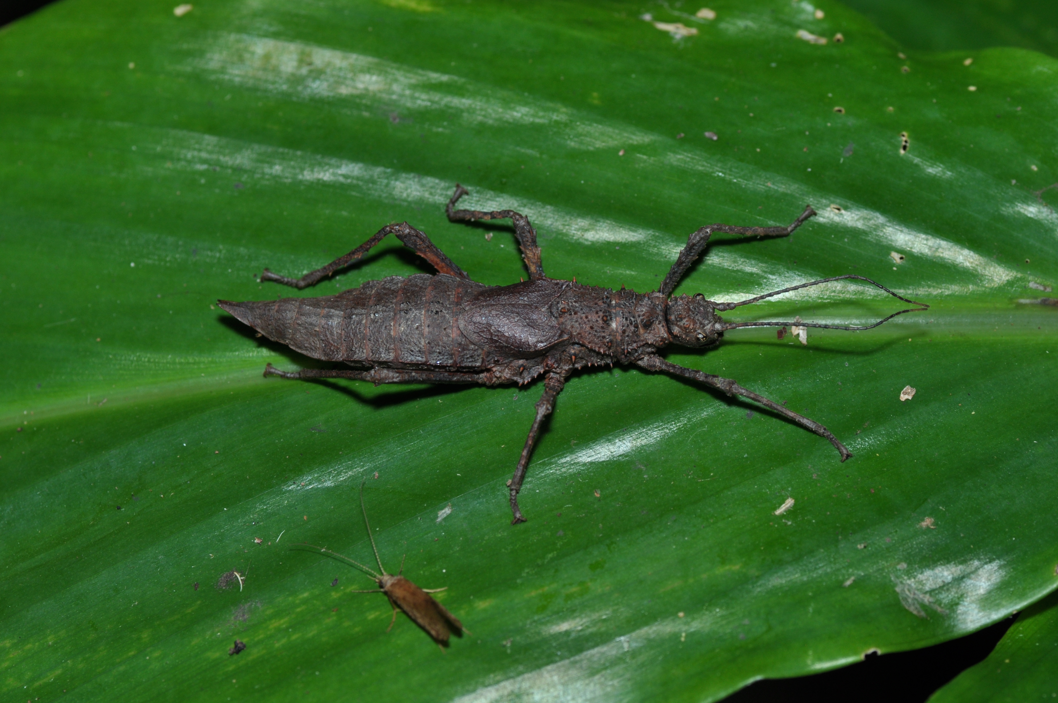 Haaniella sp? (36877182071)