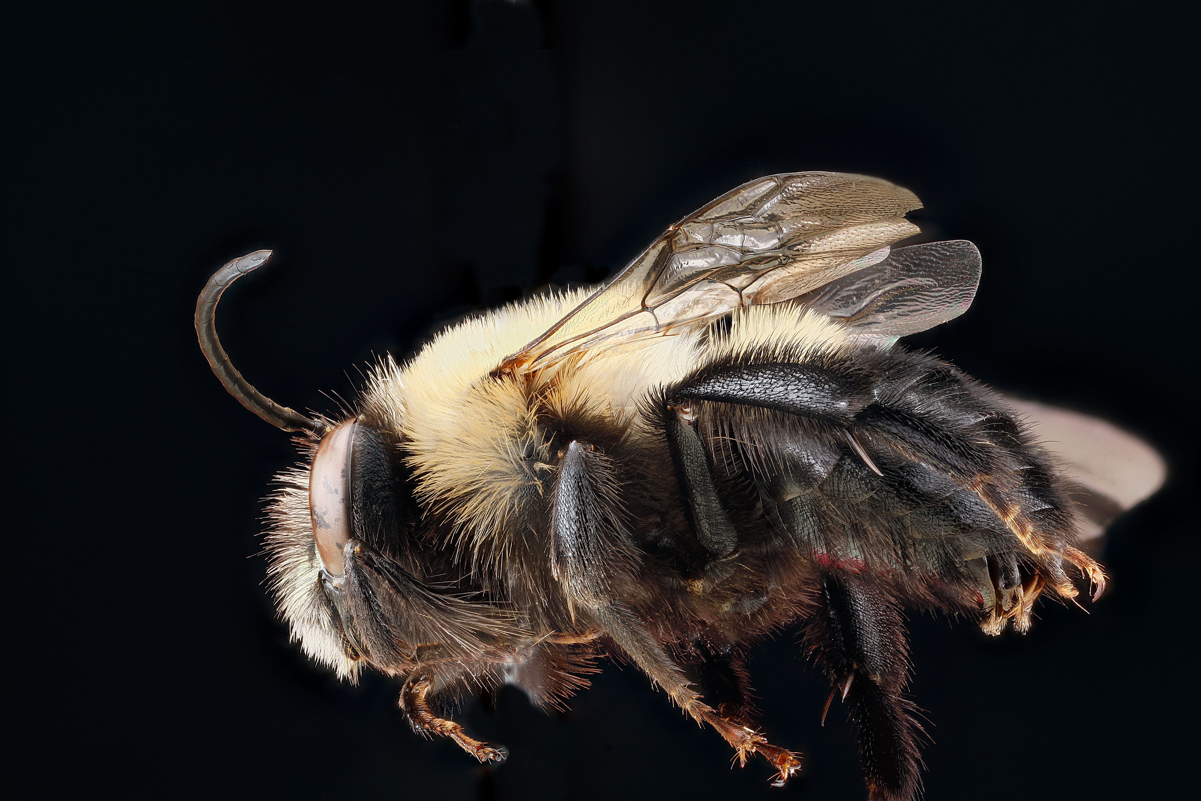 Habropoda laboriosa m