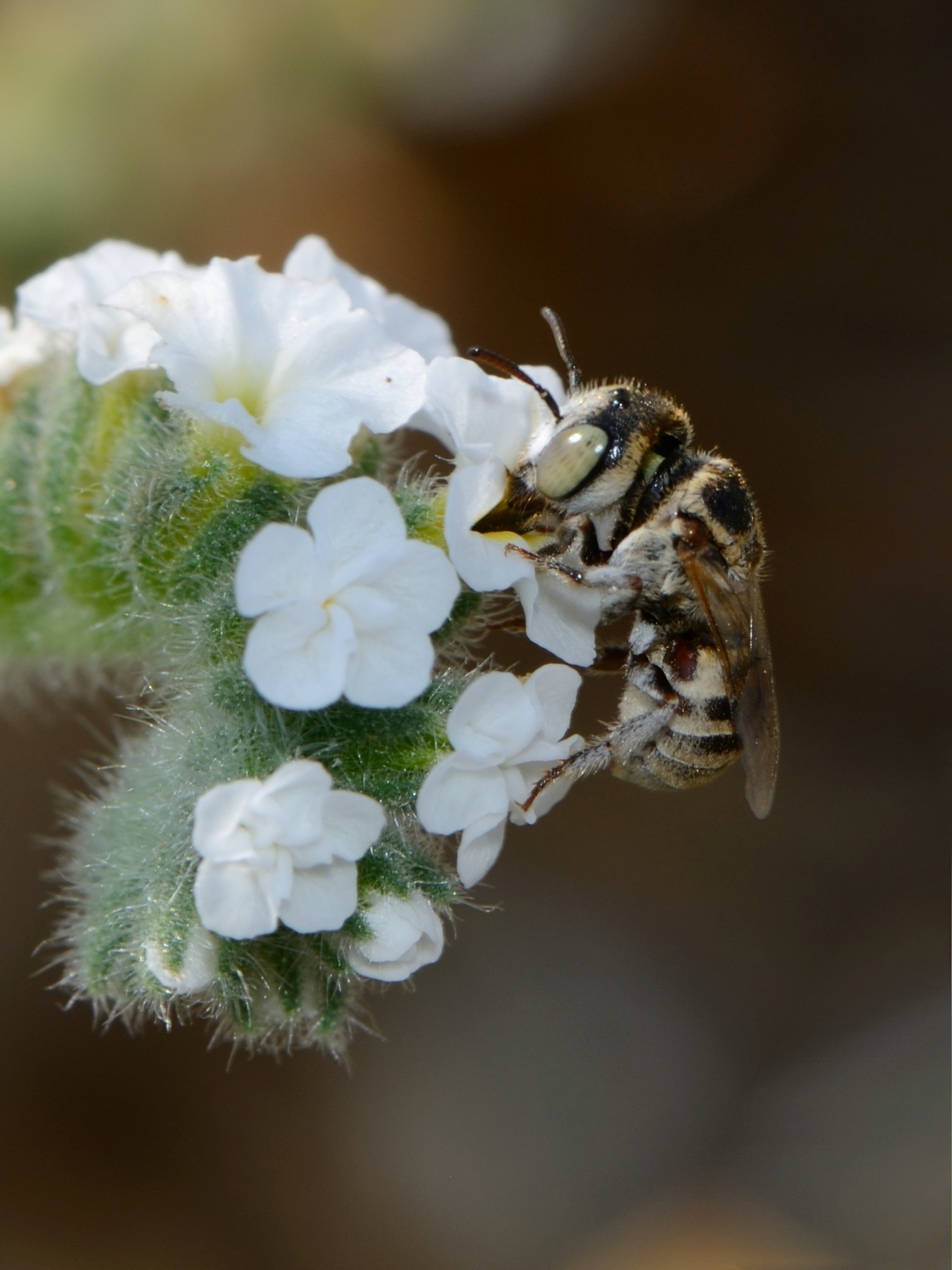 Haetosmia female 1