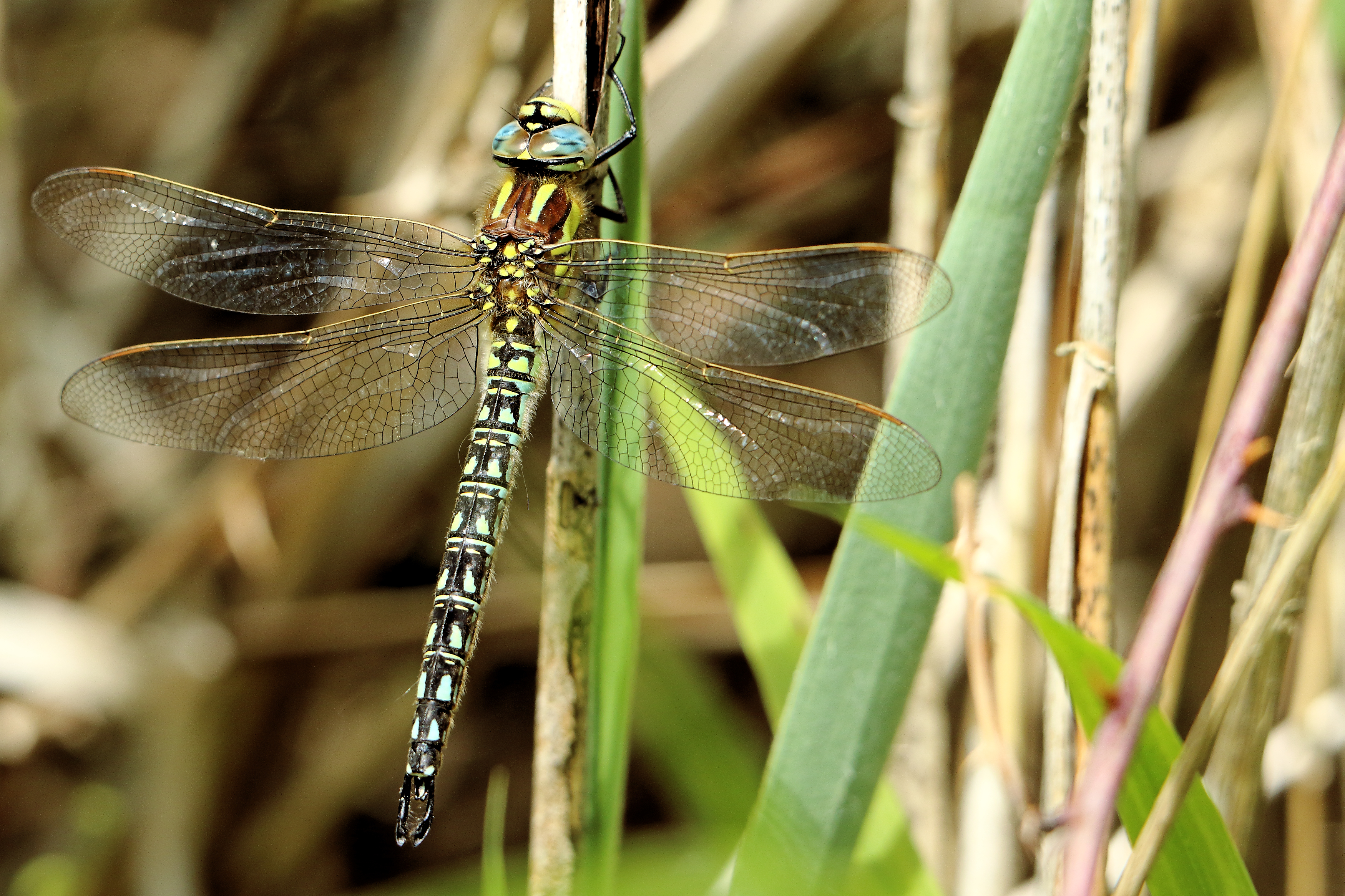 Hairy Dragonfly - RSPB Fowlmere (27288777895)