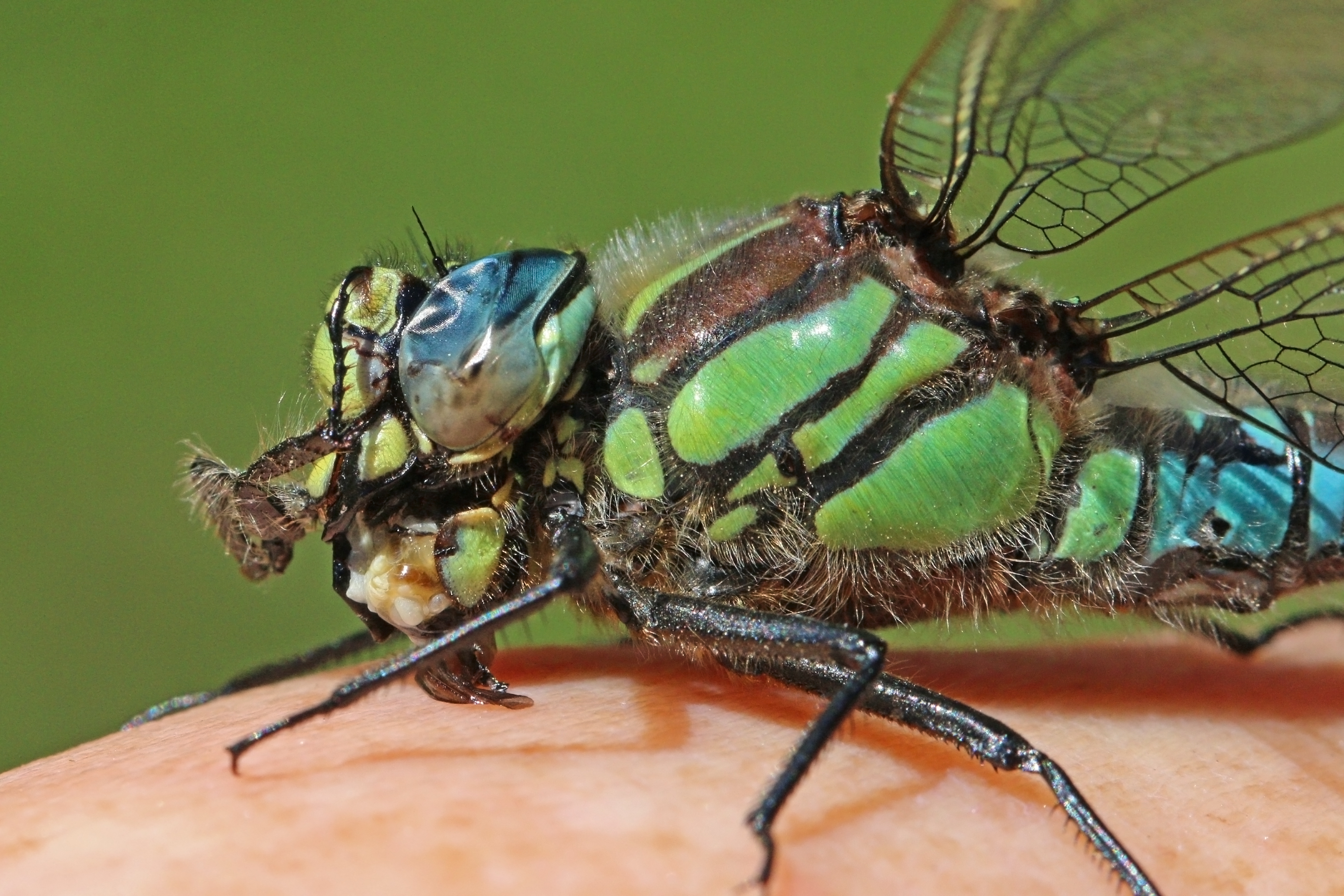 Hairy dragonfly (Brachytron pratense) male close up
