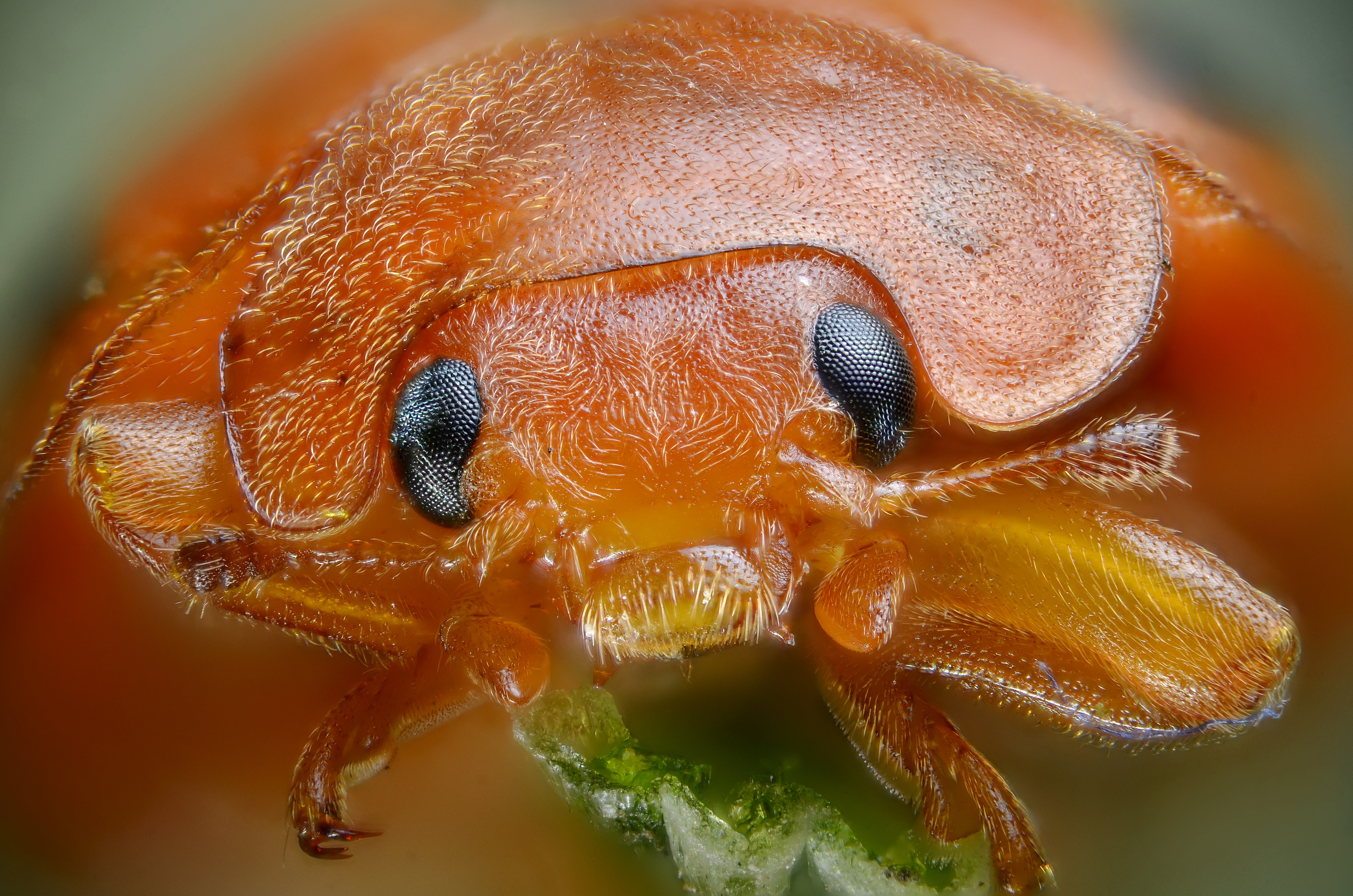 Hairy ladybird (8048146271)