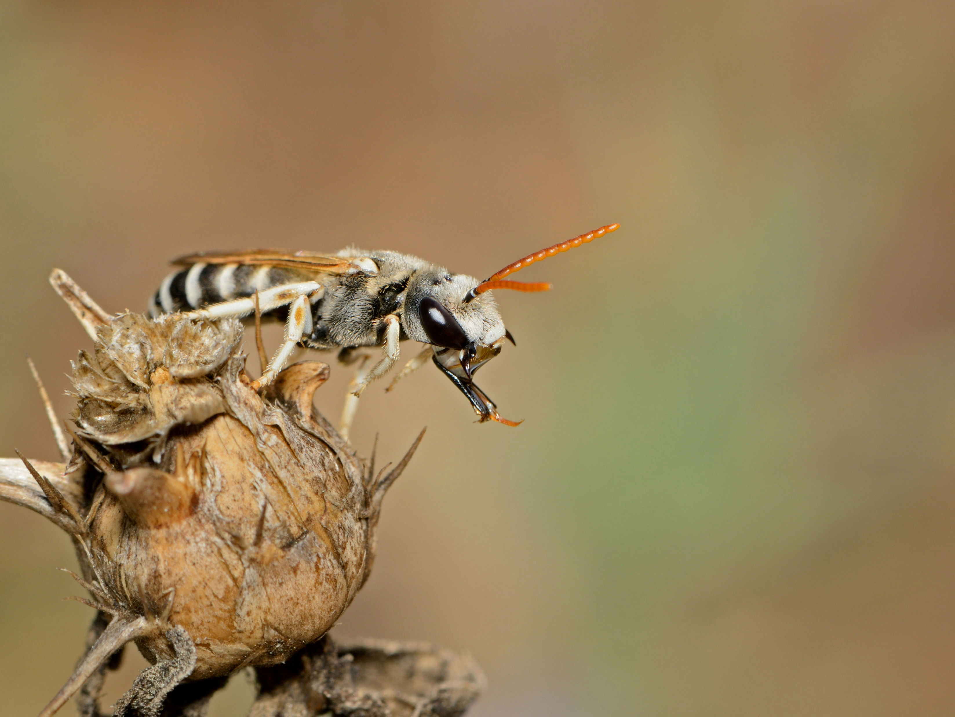 Halictus tetrazonianellus male 2