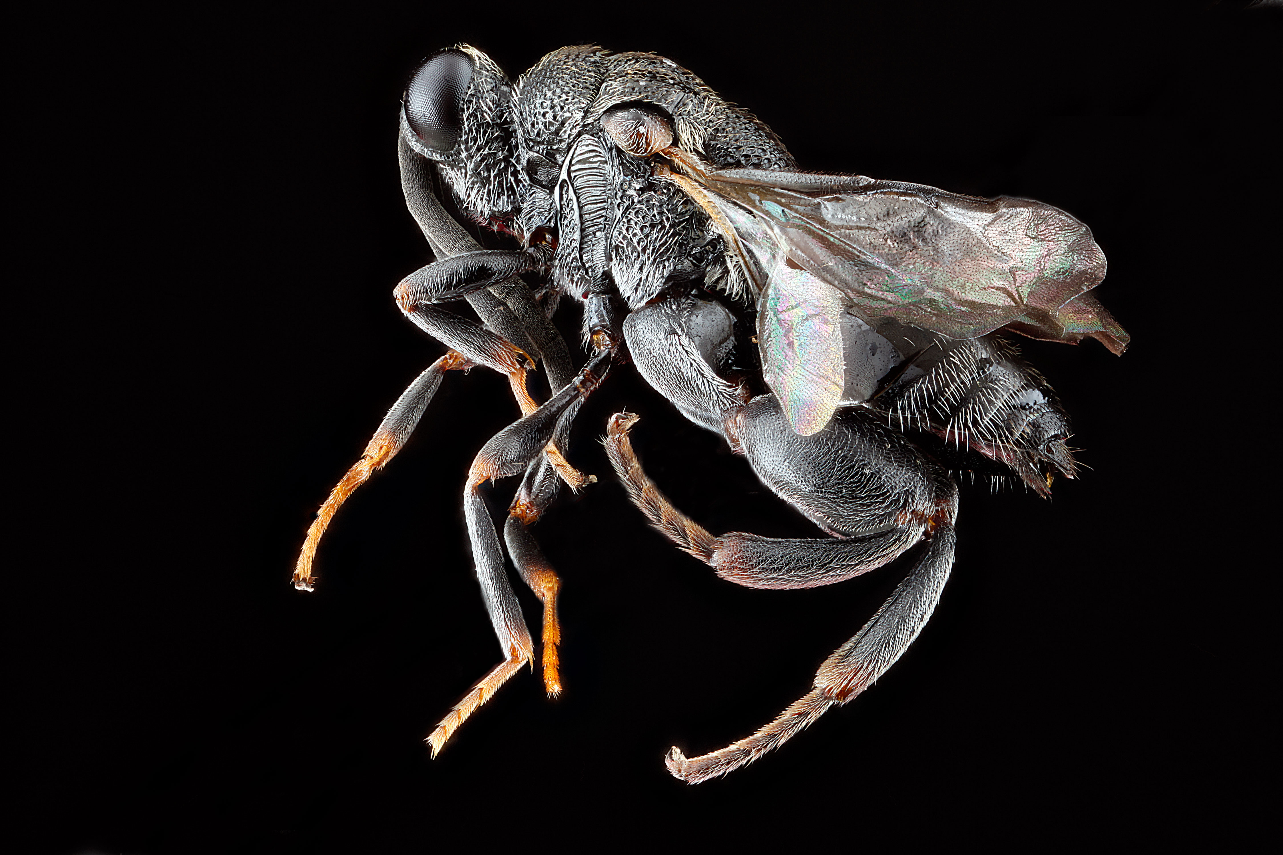 Haltichellinae,-side 2012-07-30-18.18.28-ZS-PMax (7693187506)
