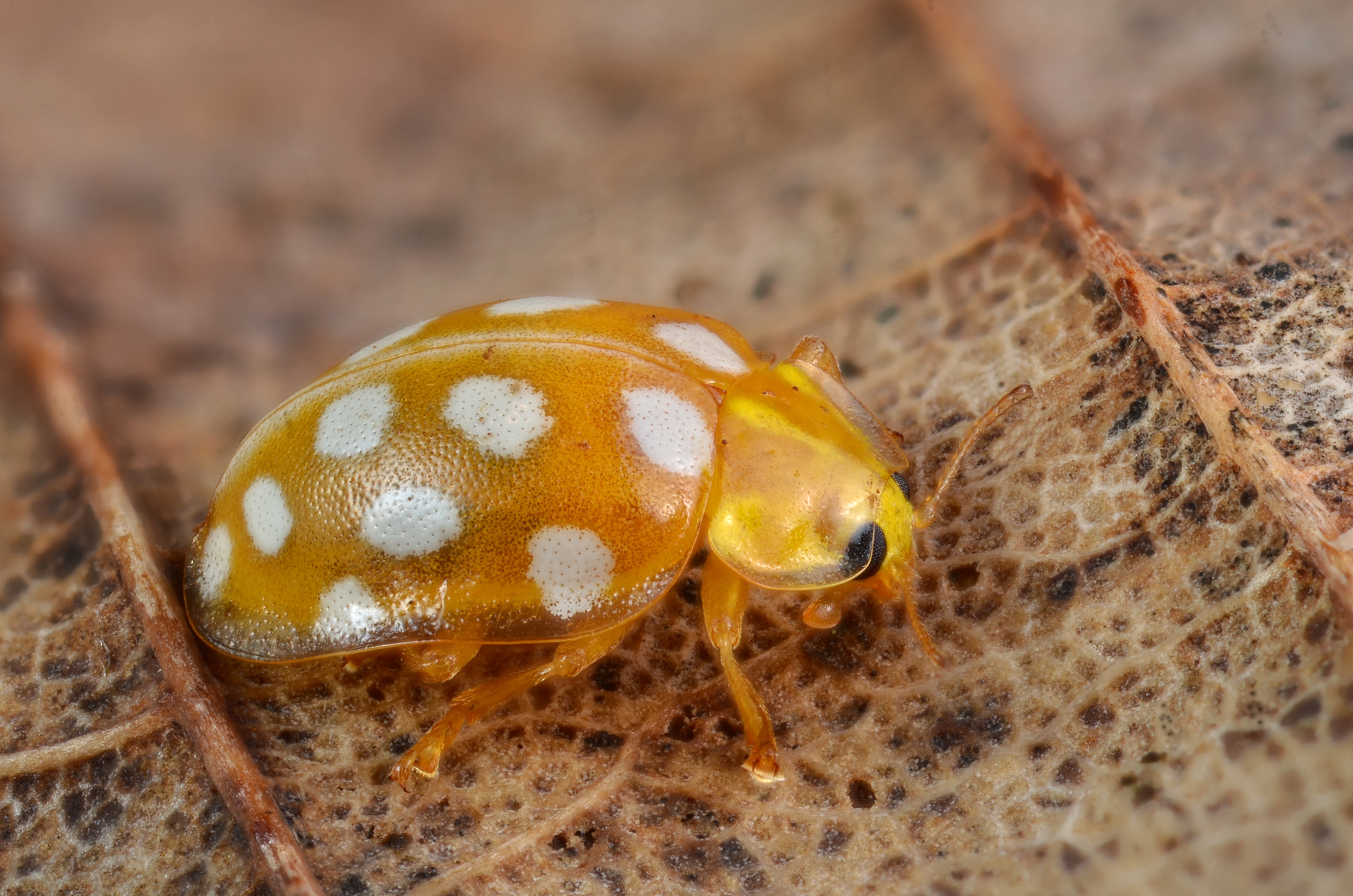 Halyzia sedecimguttata (8374802154)