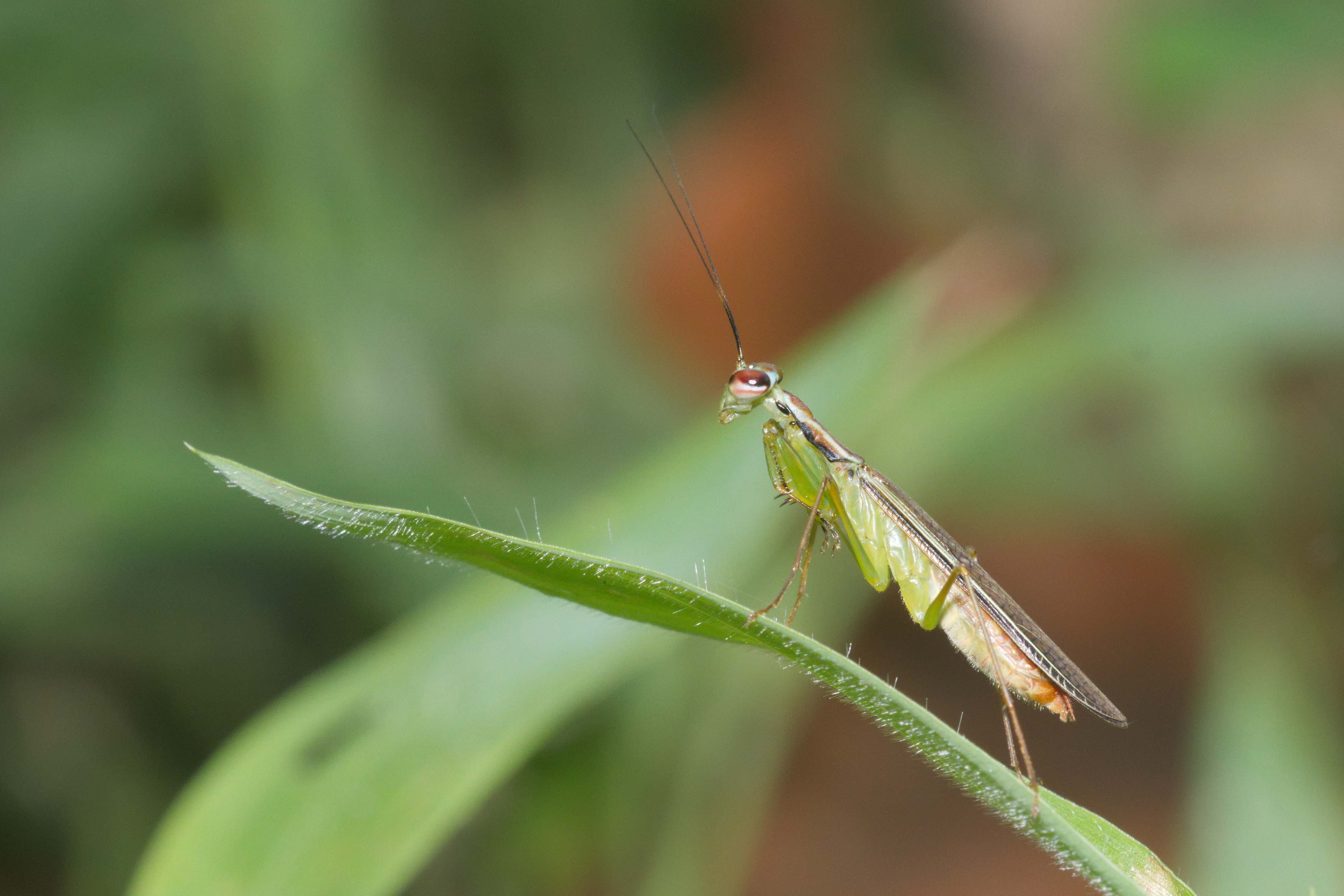 Hapalopeza nilgirica-Kadavoor-2016-03-30-002