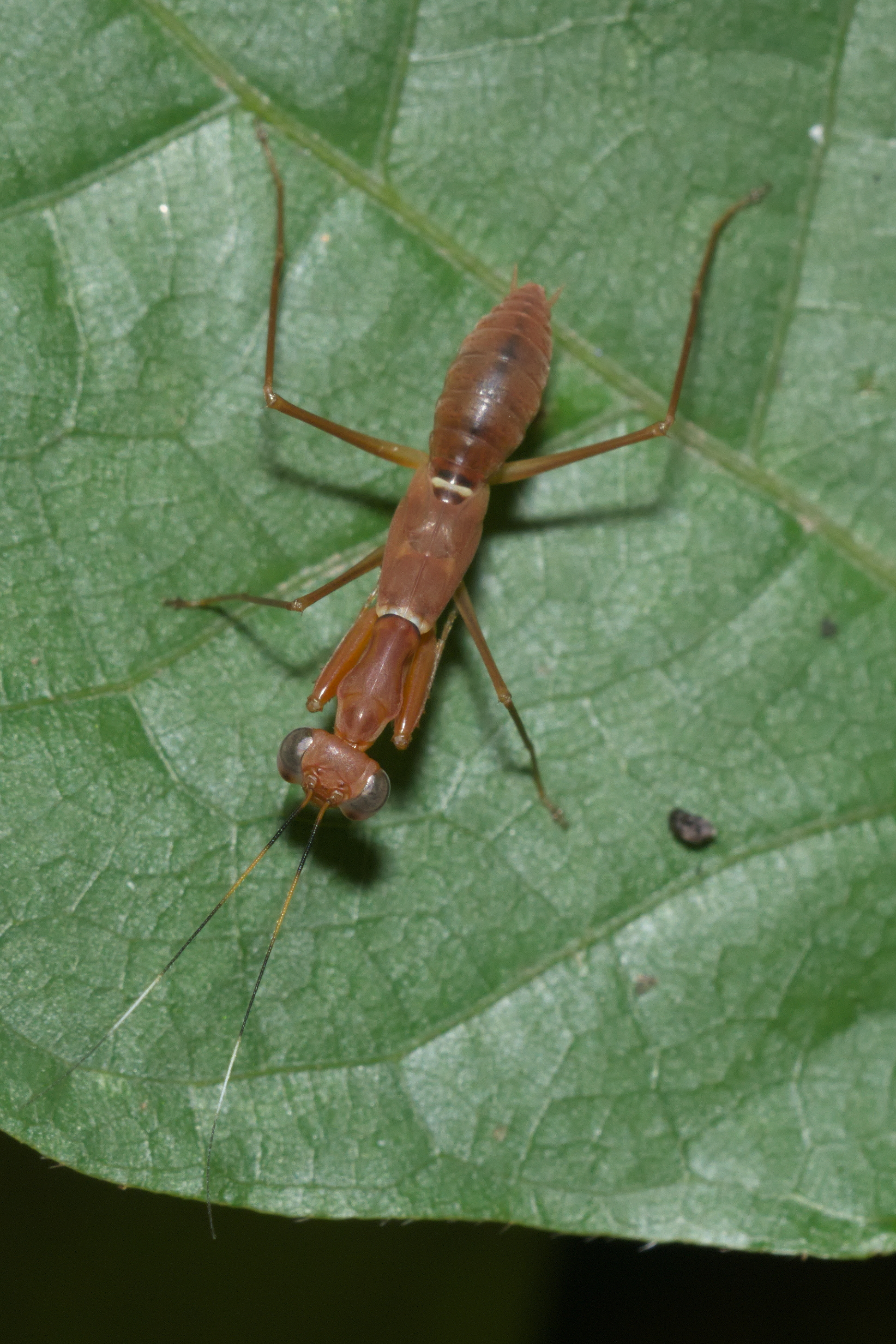 Hapalopeza nilgirica-Kadavoor-2016-04-09-002