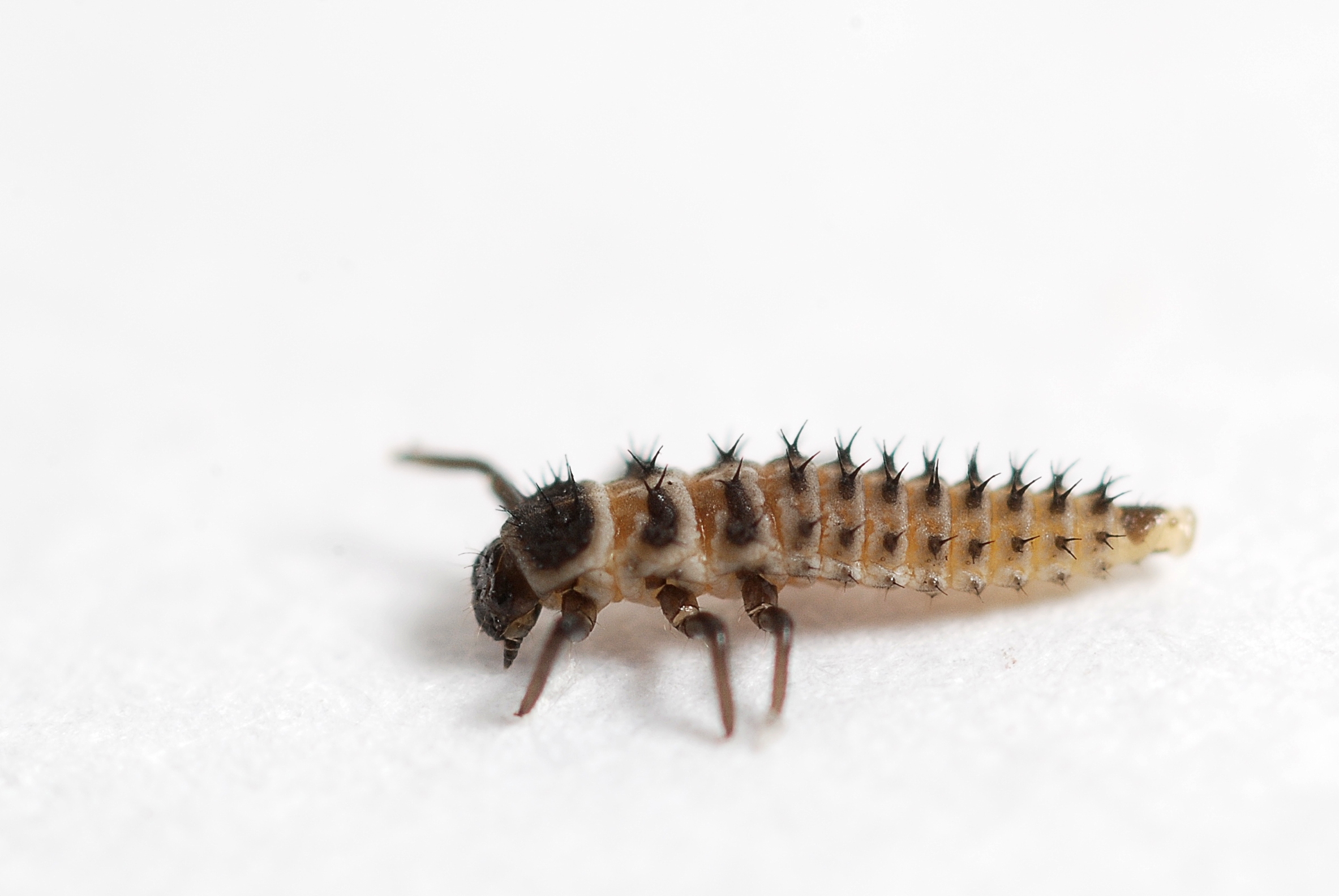 Harmonia axyridis L1 (3152049552)