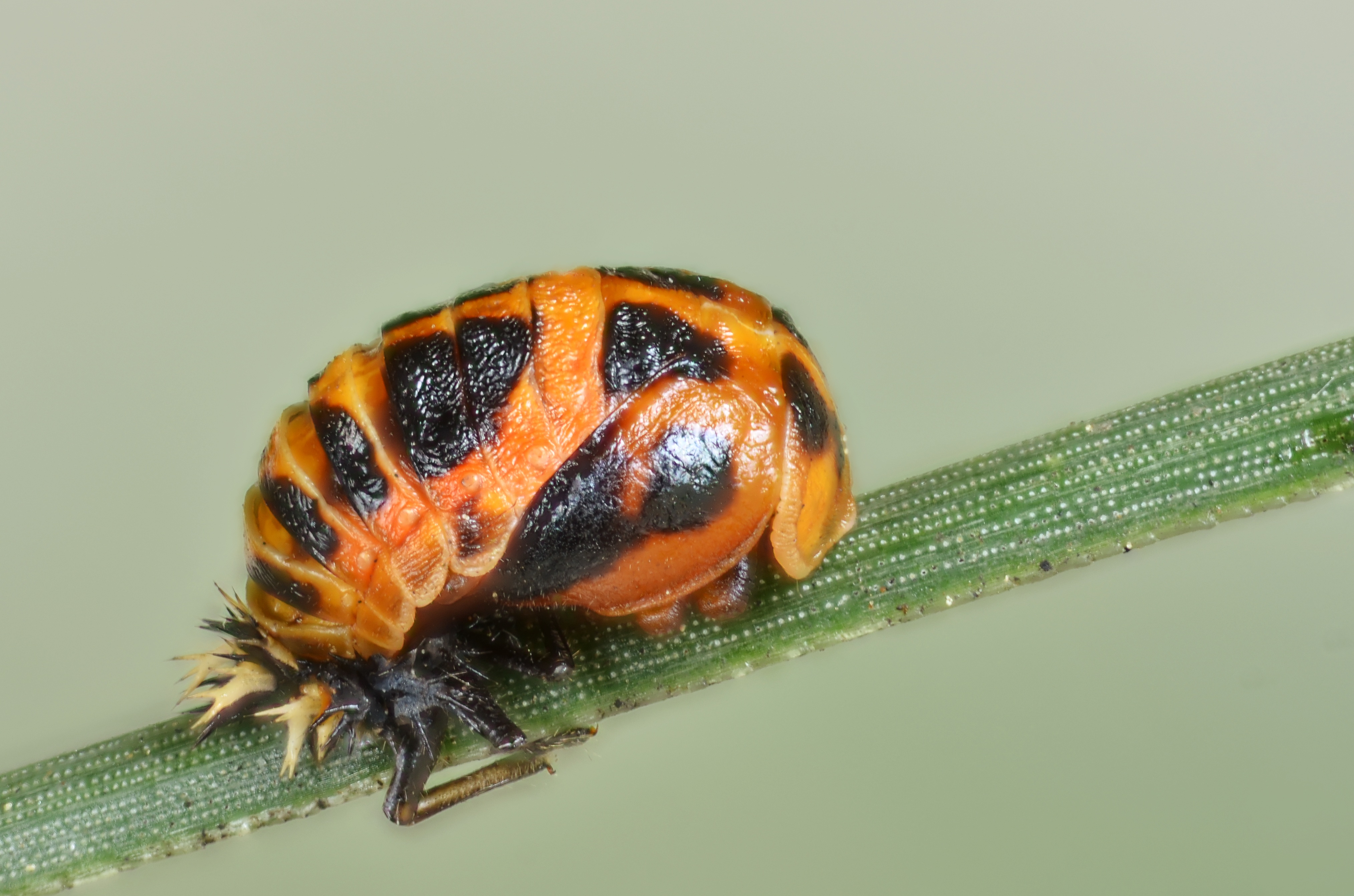 Harmonia axyridis pupa (8044901914)