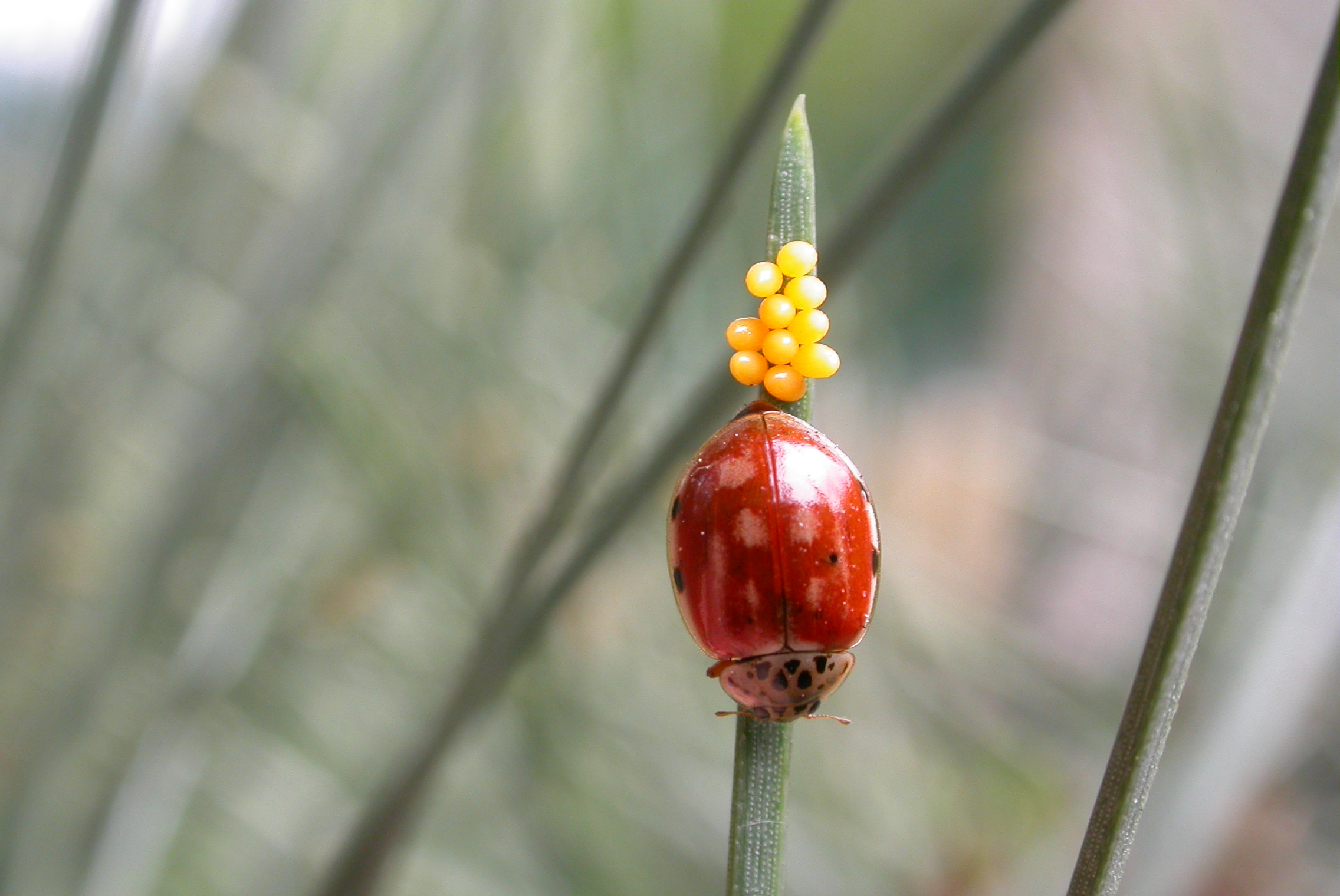 Harmonia quadripunctata (2320281843)
