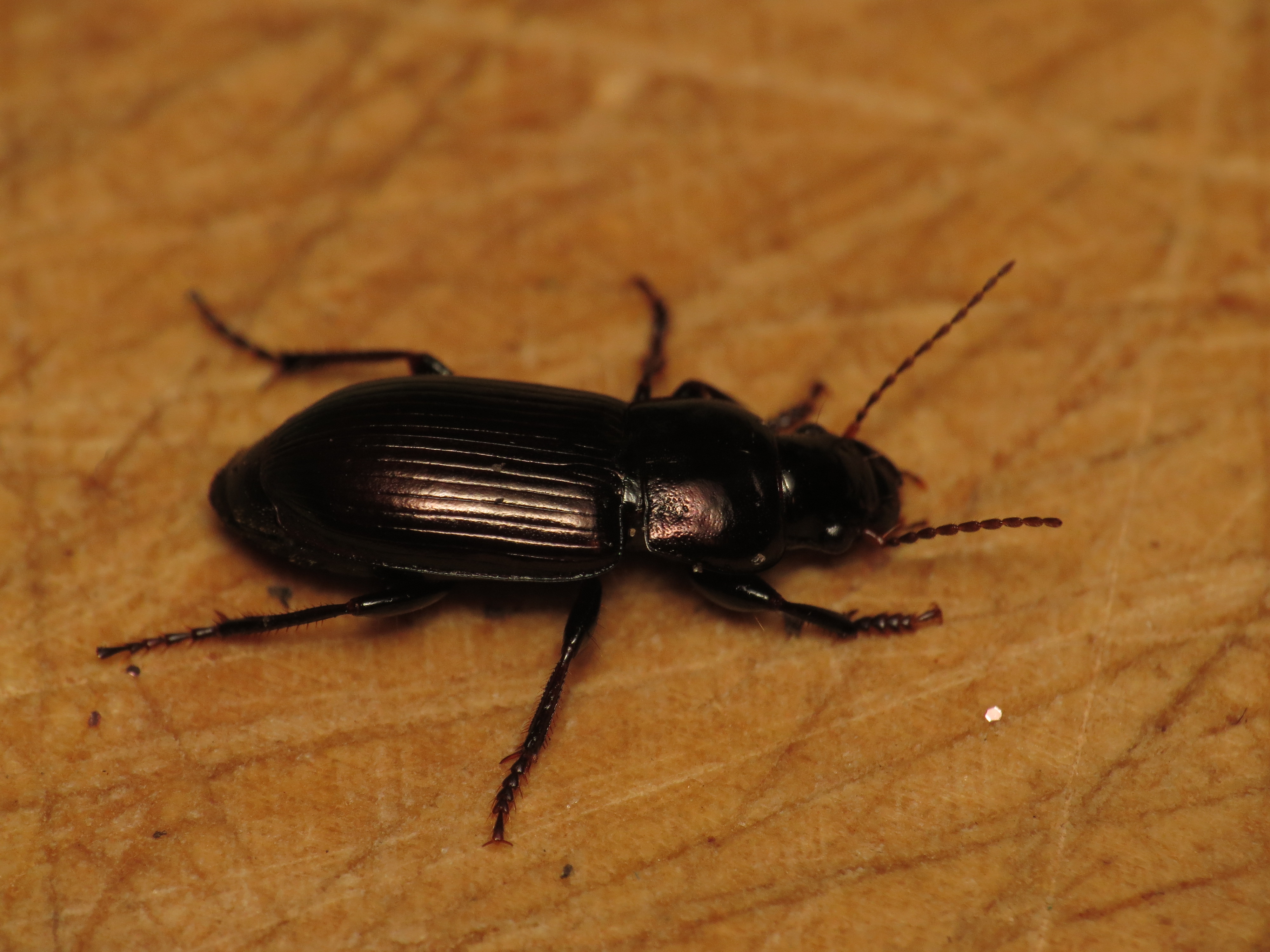 Harpalus affinis (15189765061)