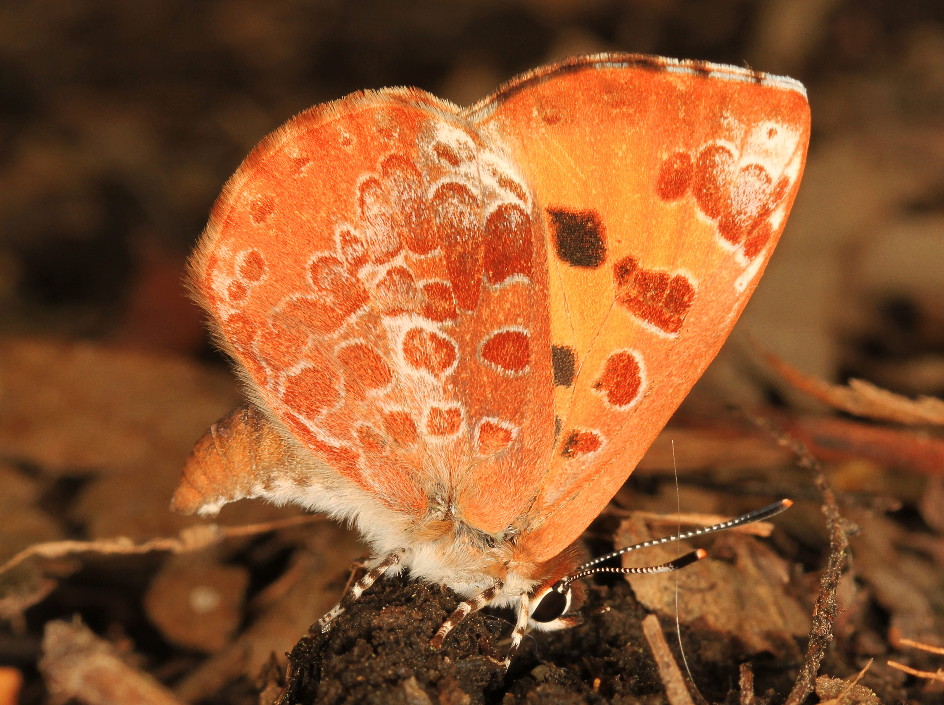 Harvester - Feniseca tarquinius, Leesylvania State Park, Woodbridge, Virginia - 27467596491