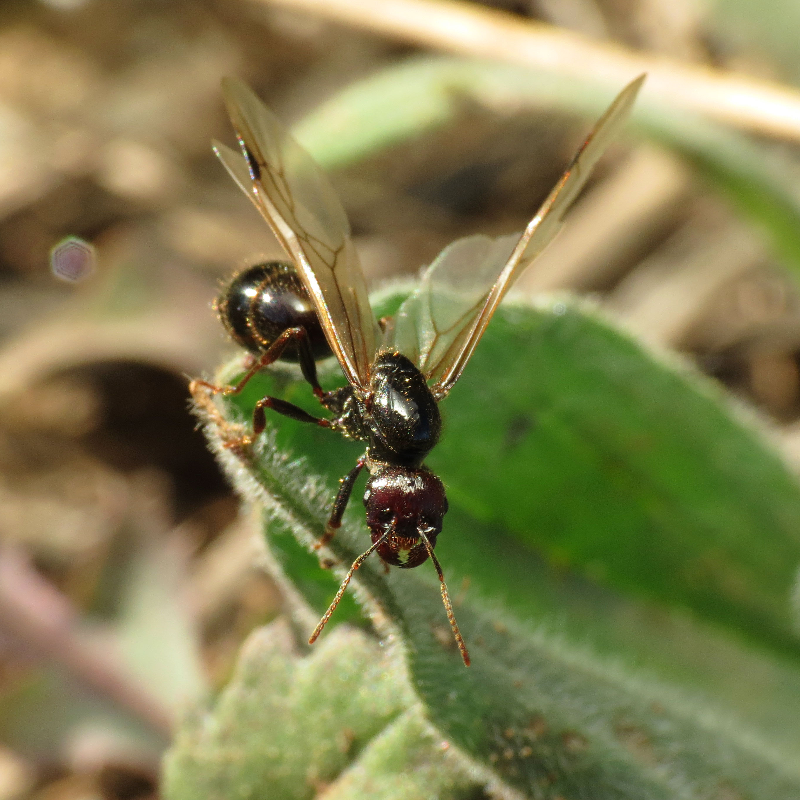 Harvester Ant Queen (15770438849)