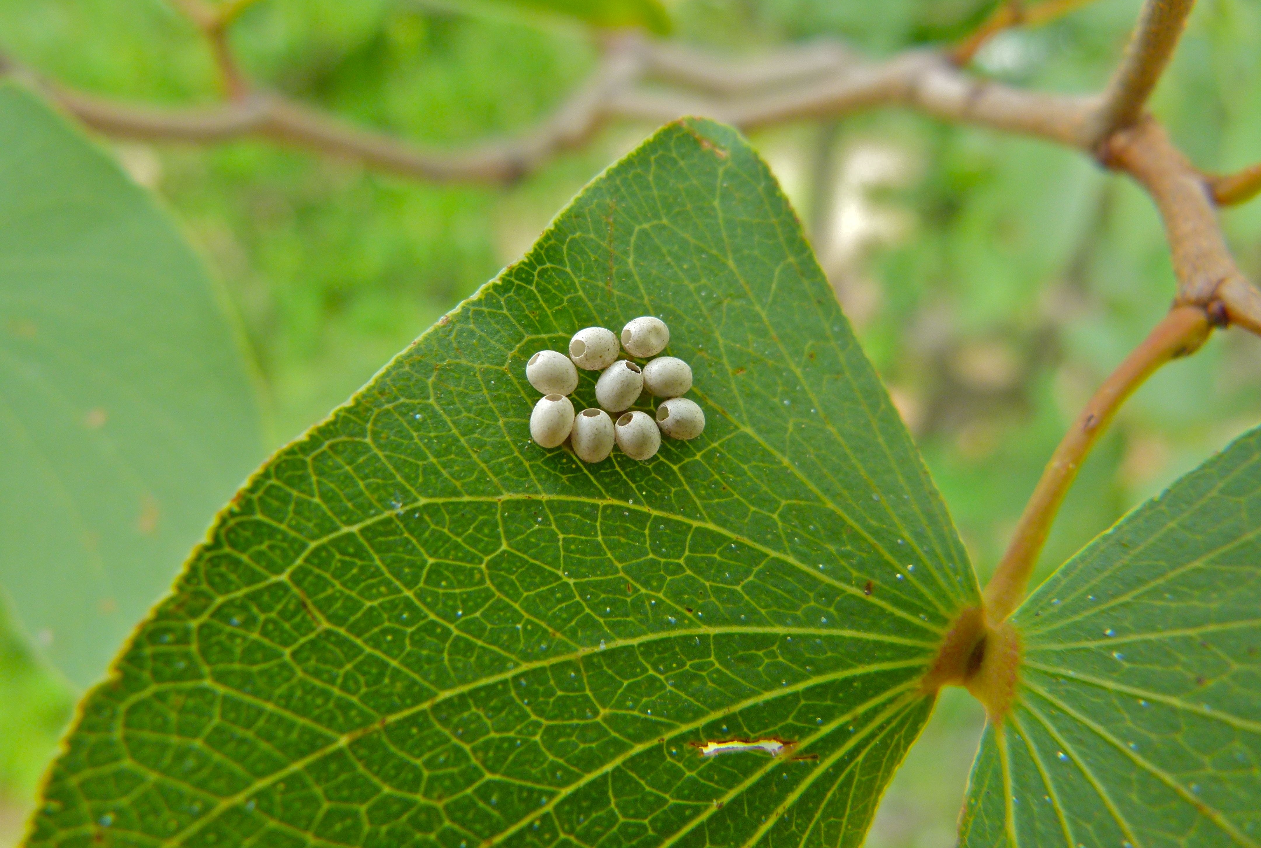 Hatched Eggs of Mopane Worm Imbrasia belina (9431885105)