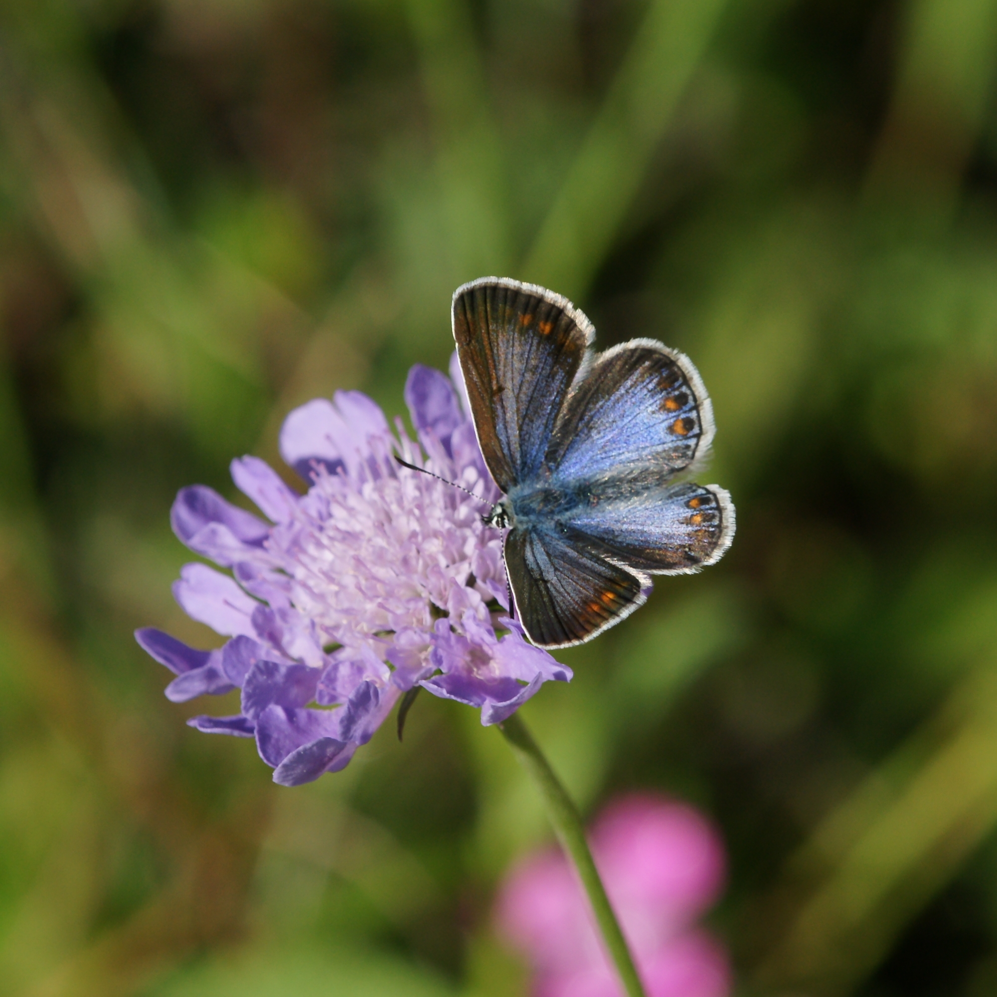 Hauhechel Bläuling, Polyommatus icarus 2