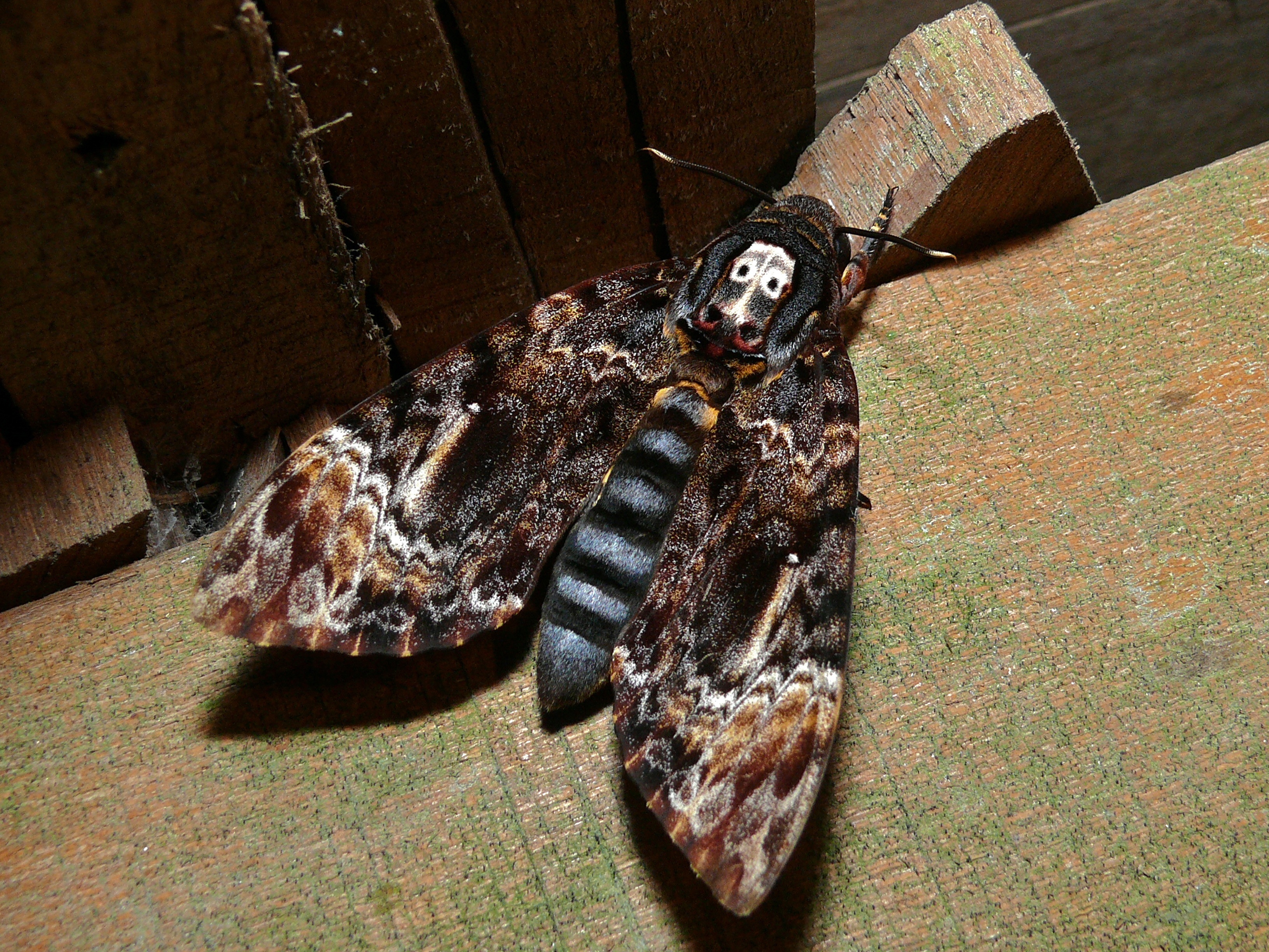 Hawkmoth (Acherontia lachesis) (6707975187)