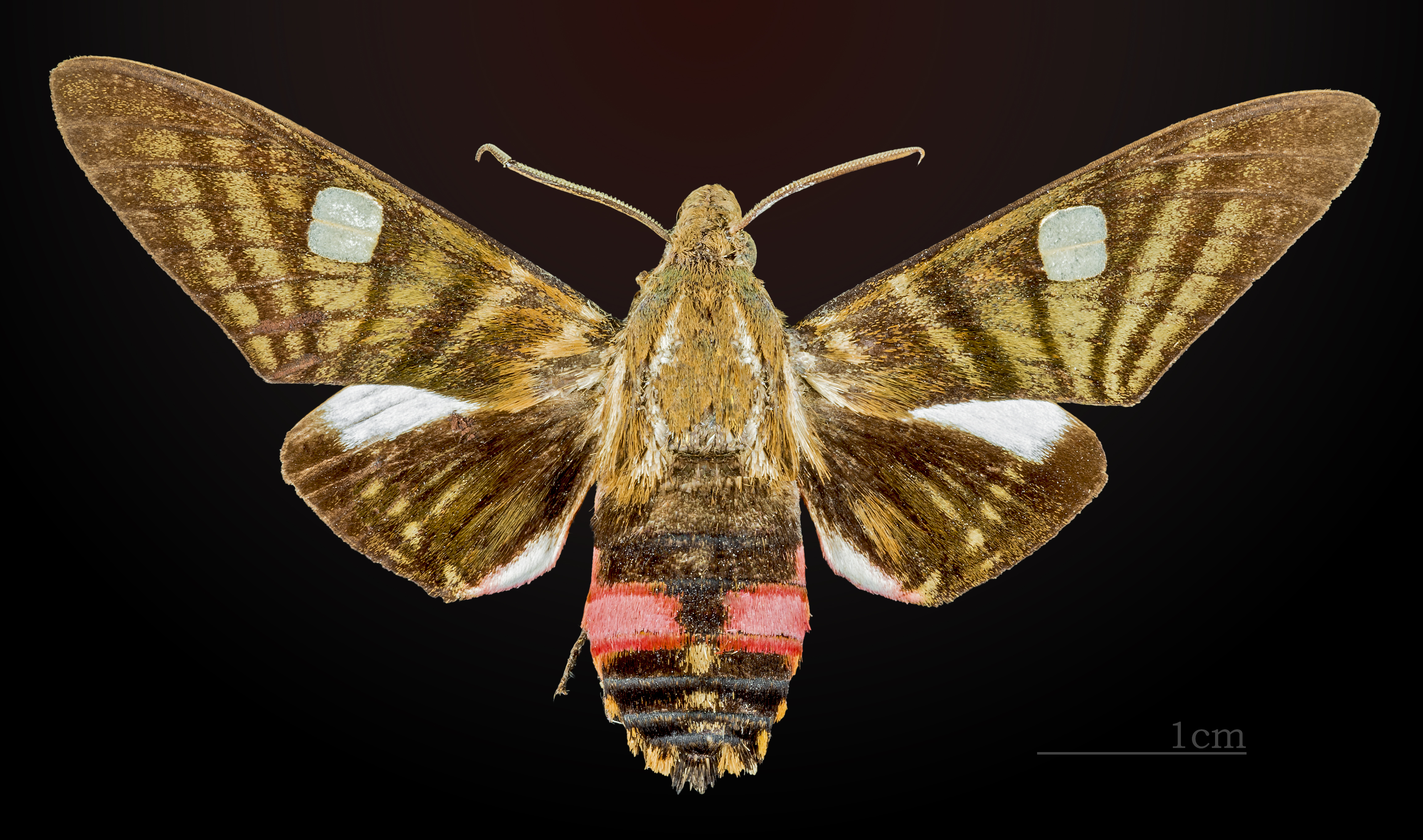 Hayesiana triopus MHNT CUT 2010 0 27 male dorsal