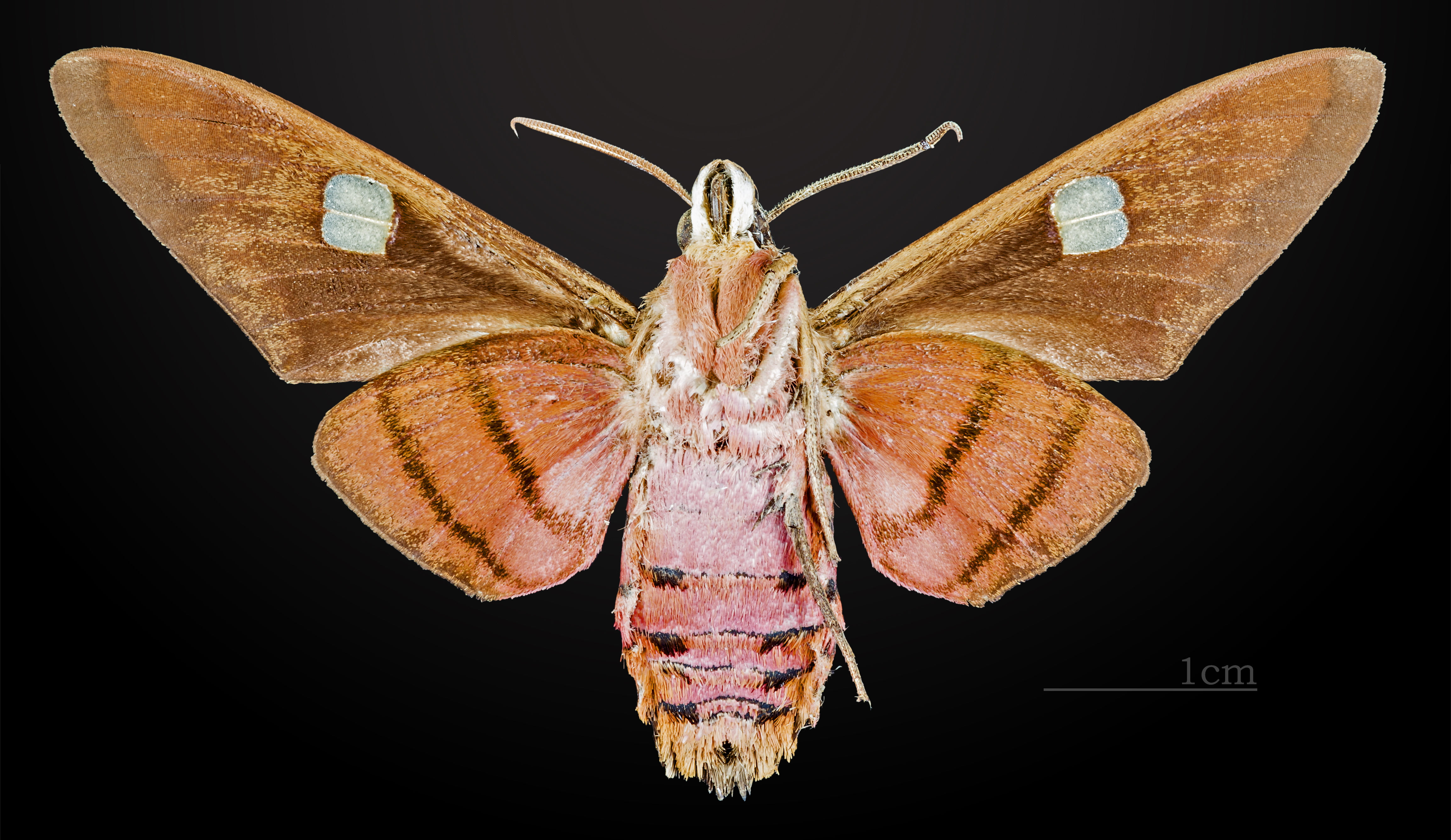 Hayesiana triopus MHNT CUT 2010 0 27 male ventral