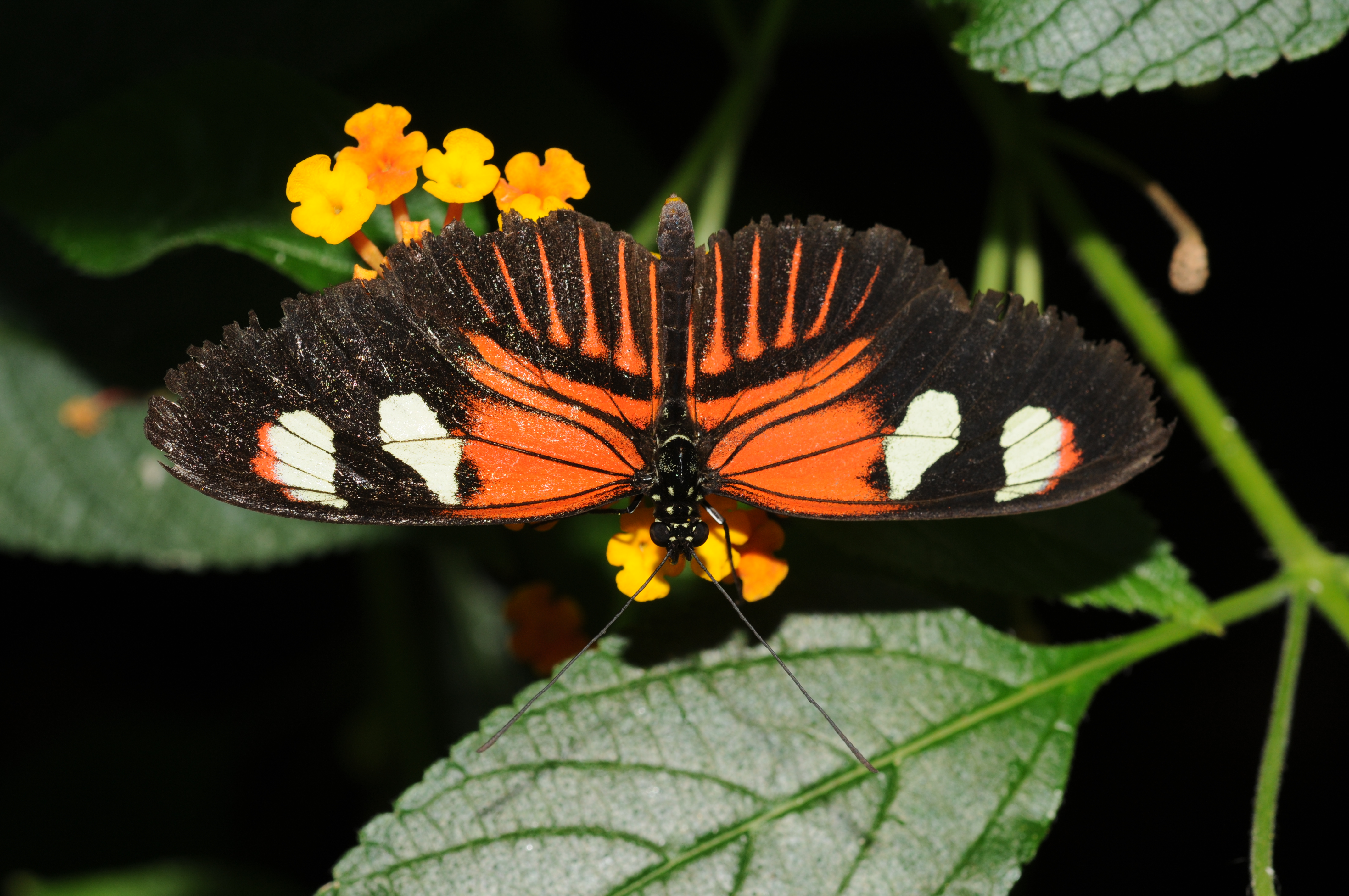 Heliconiinae 5