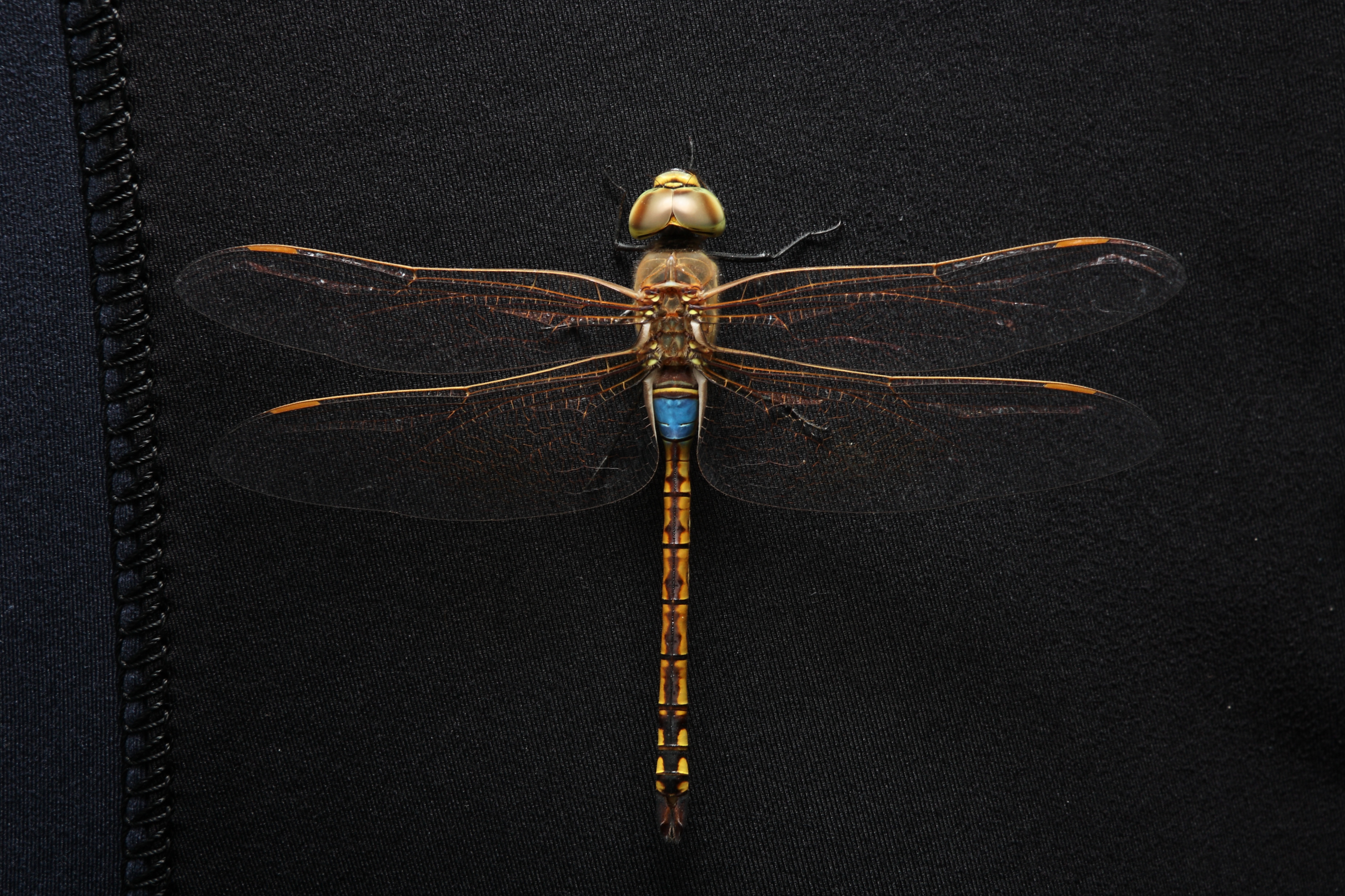 Hemianax ephippiger